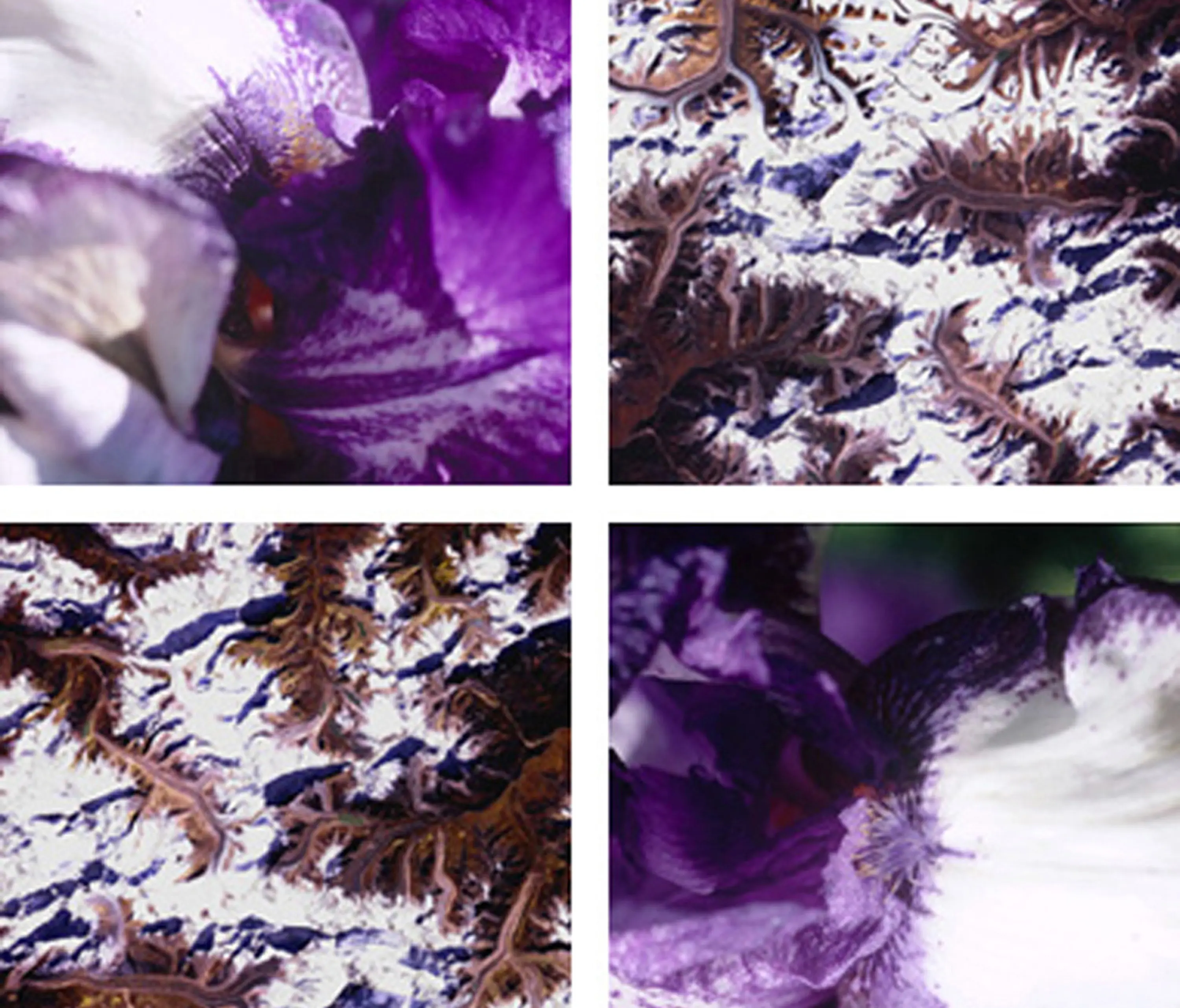 tela-design - Blossom Spines