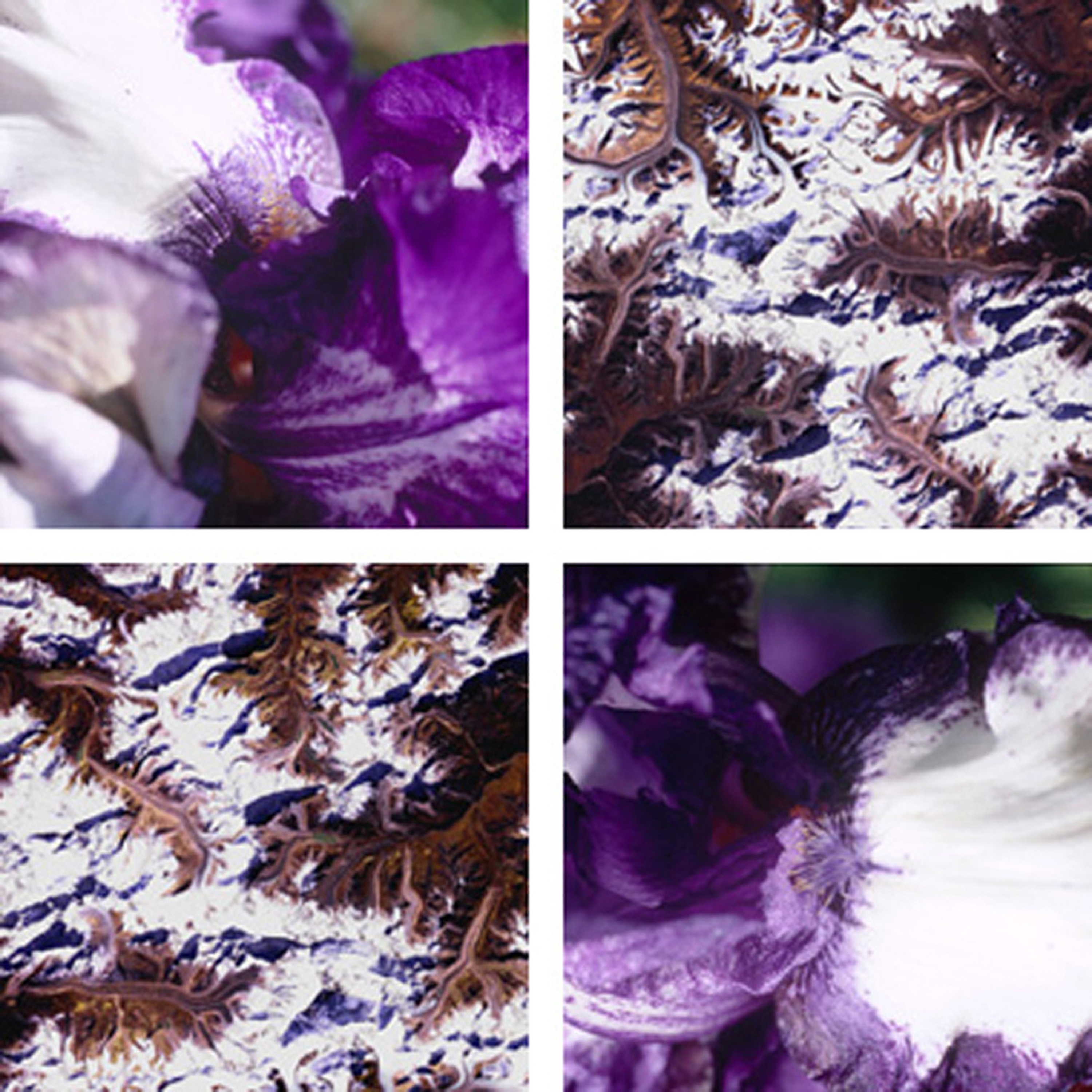 Display product Blossom Spines from manufacturer tela-design