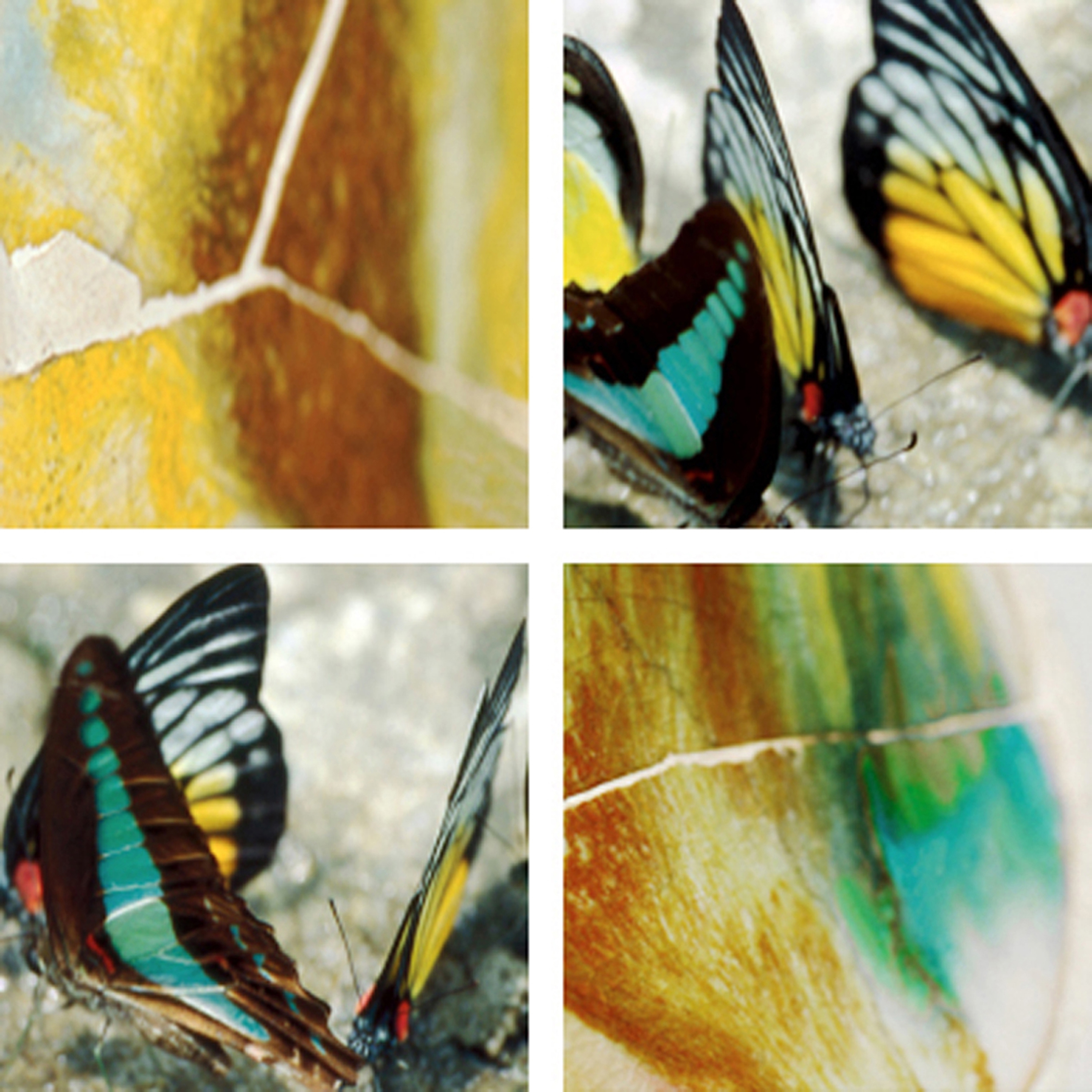 Afficher le produit Flying Jewels du fabricant tela-design