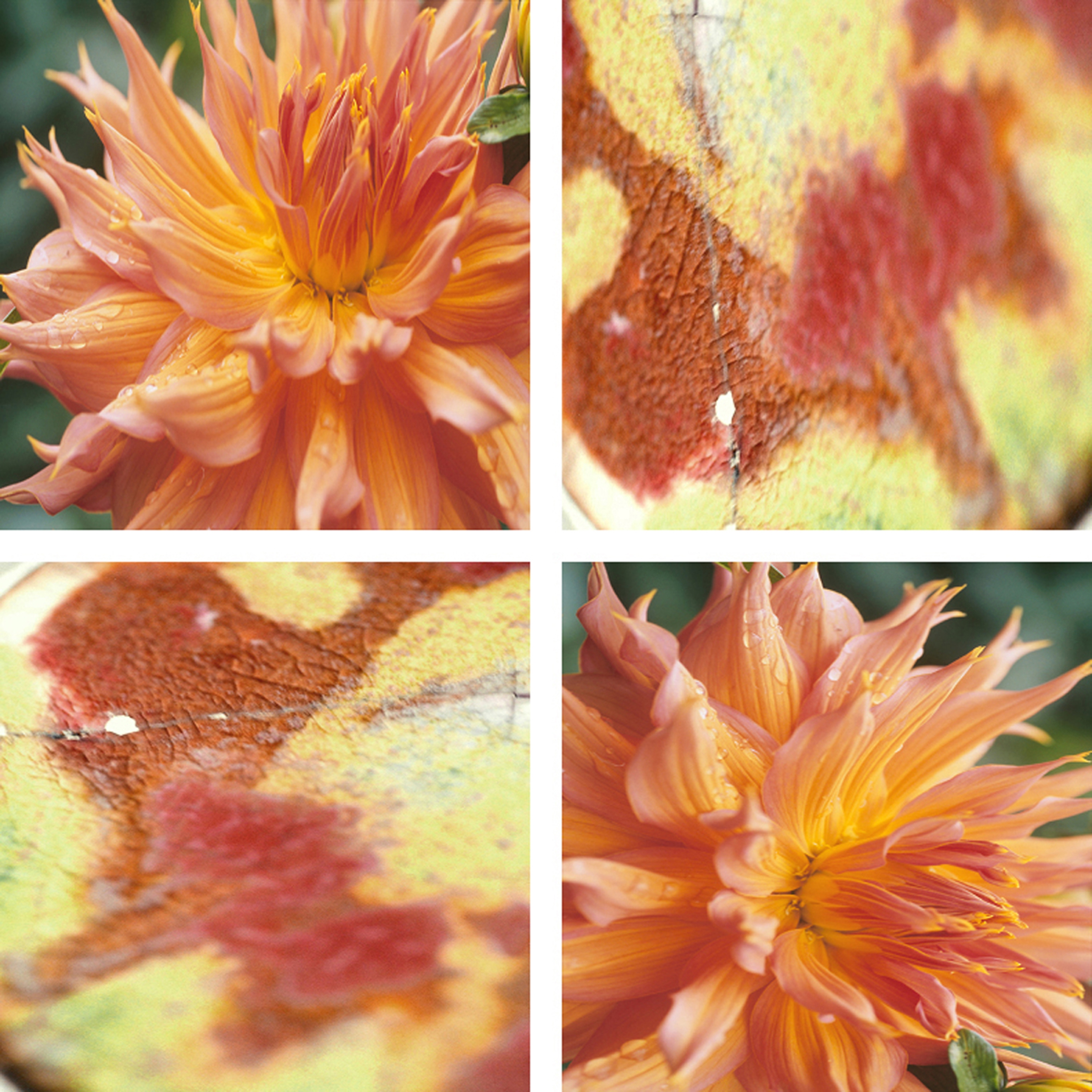 Display product Desert Dust Dahlia from manufacturer tela-design