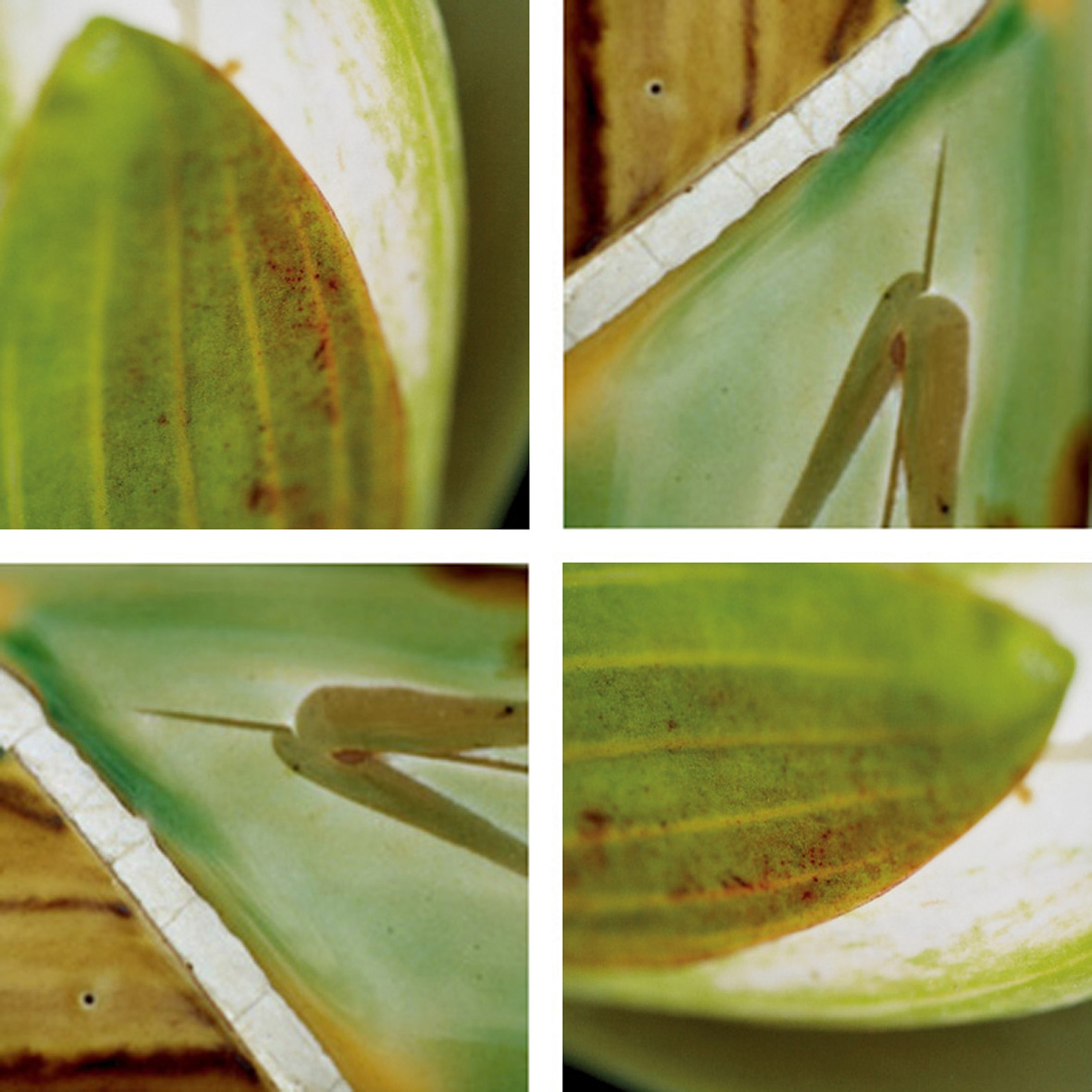 Display product Lolling Waterlilies from manufacturer tela-design