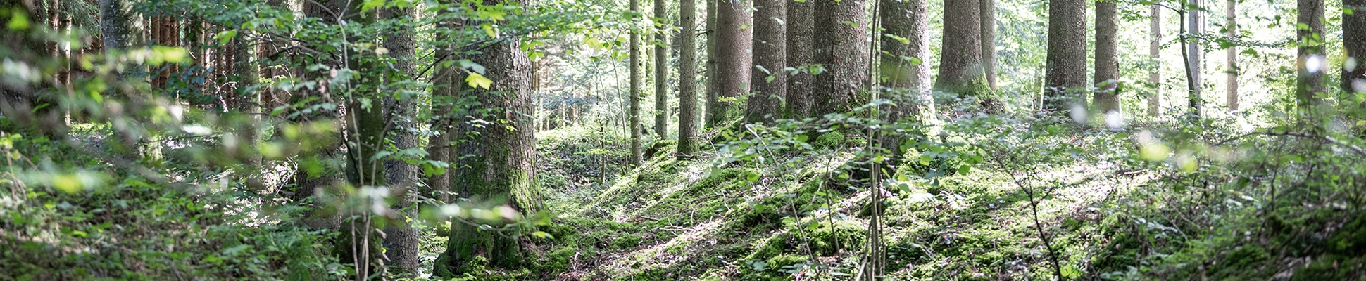 Scopri il mondo del produttore TEAM 7