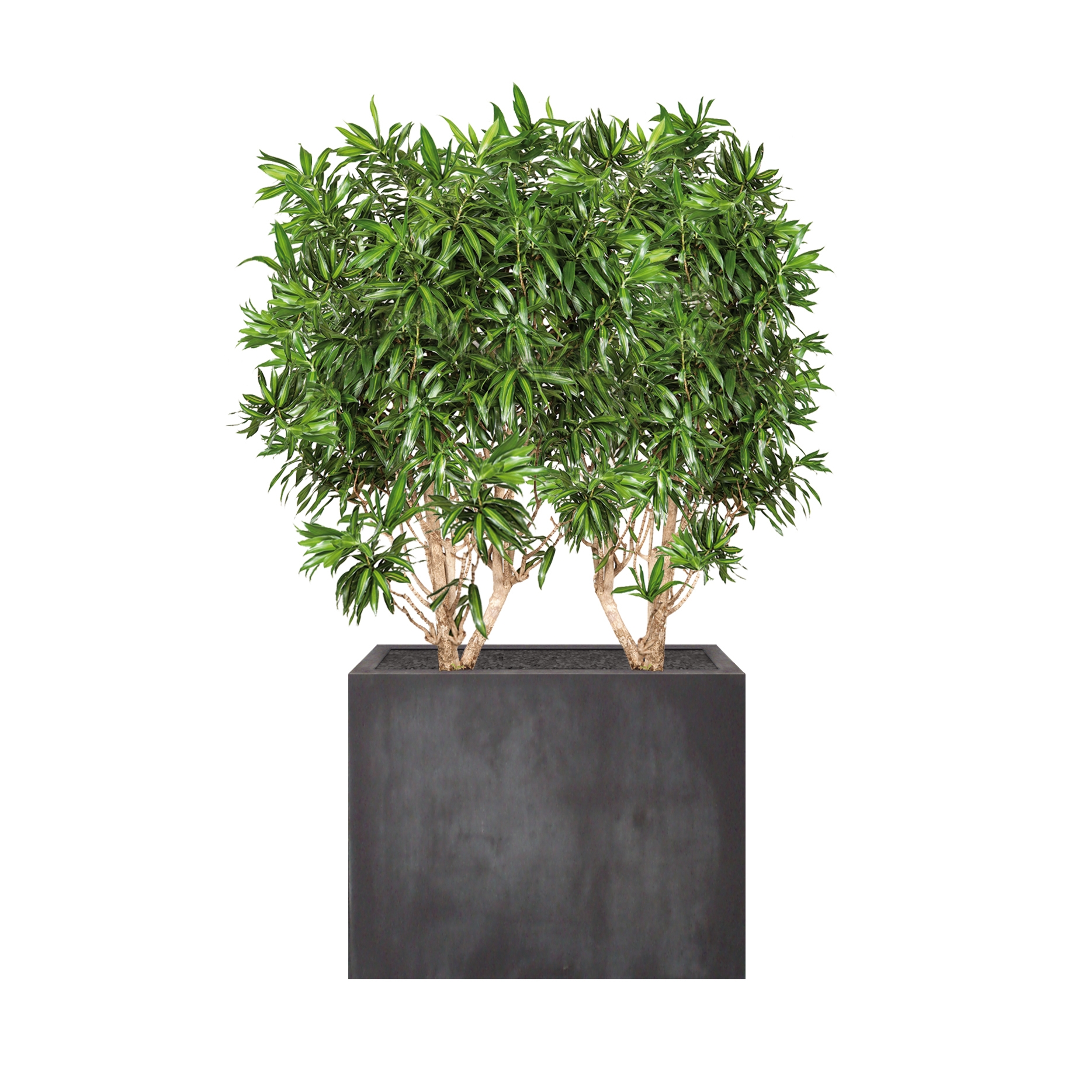 Display product Heckenelement Dracaena hoch 160-180 cm from manufacturer art aqua