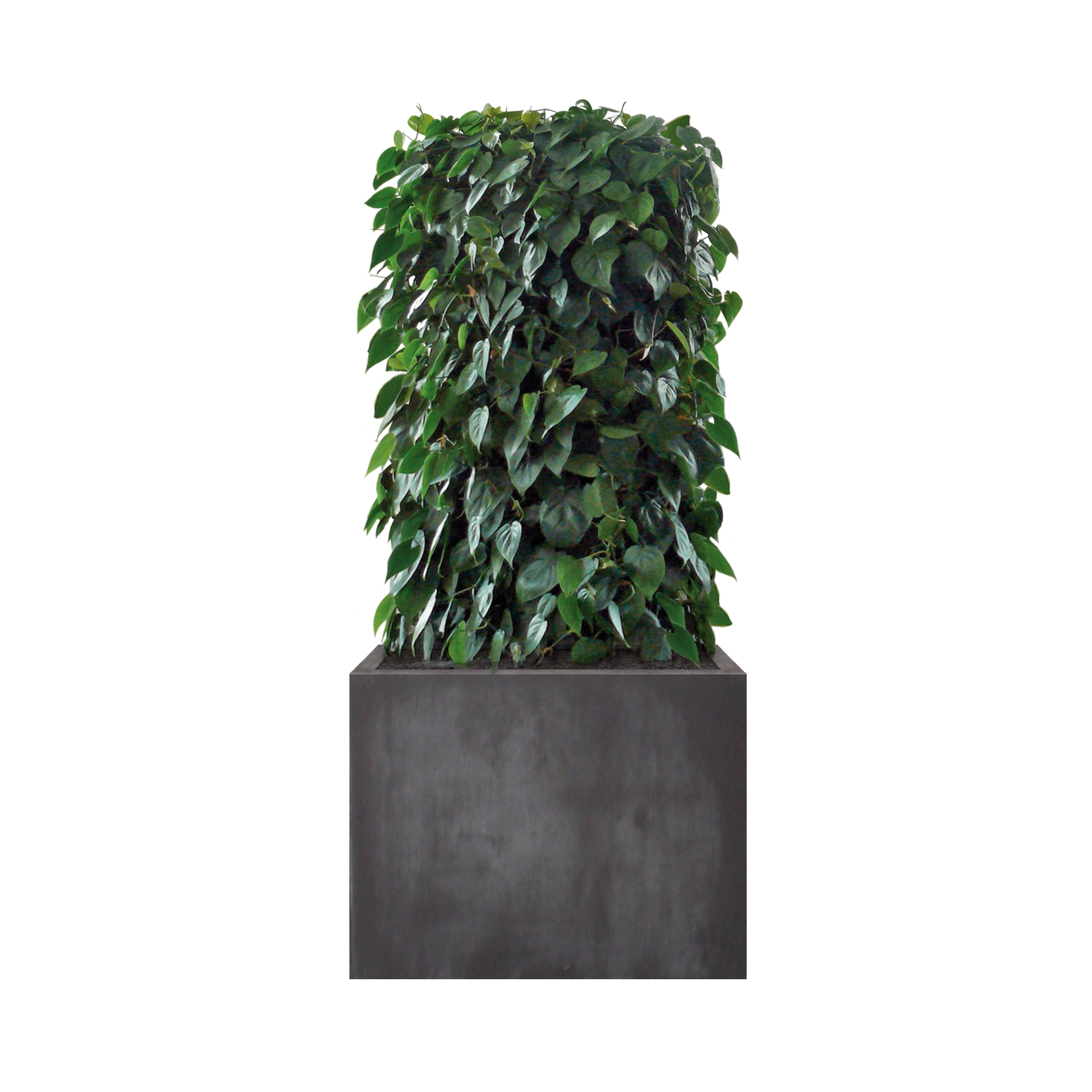 Display product Heckenelement Philodendrom hoch 170-180 cm from manufacturer art aqua
