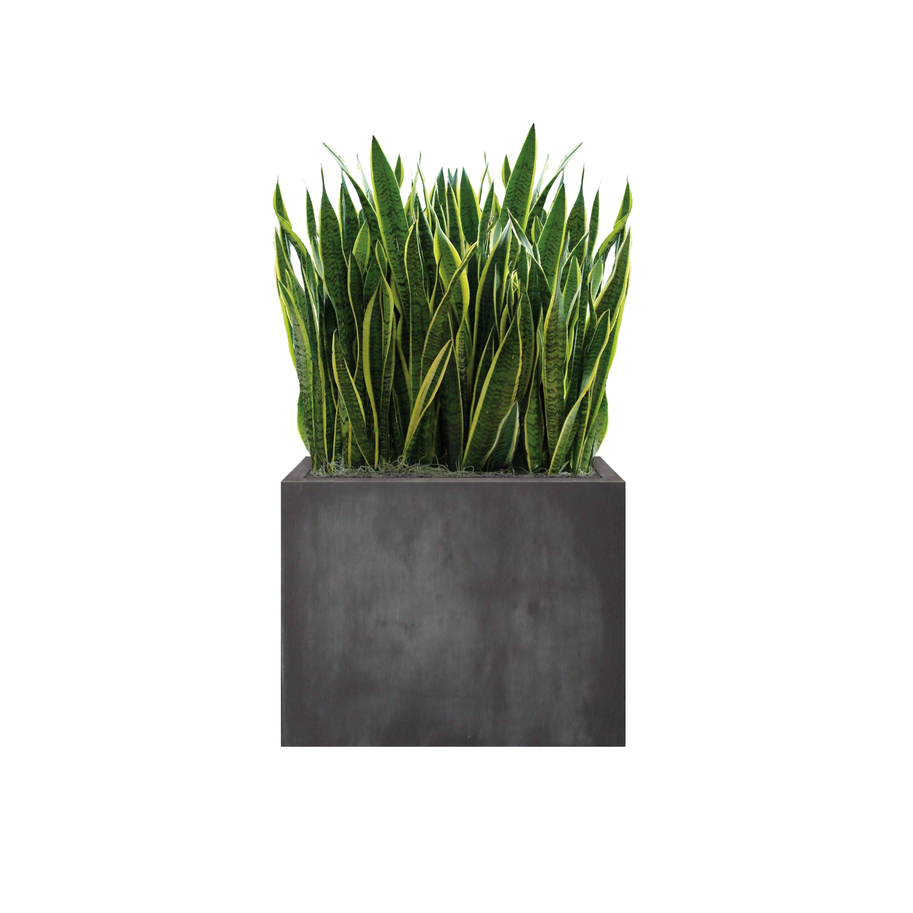 Display product Heckenelement Sanseveria hoch 120-140 cm from manufacturer art aqua