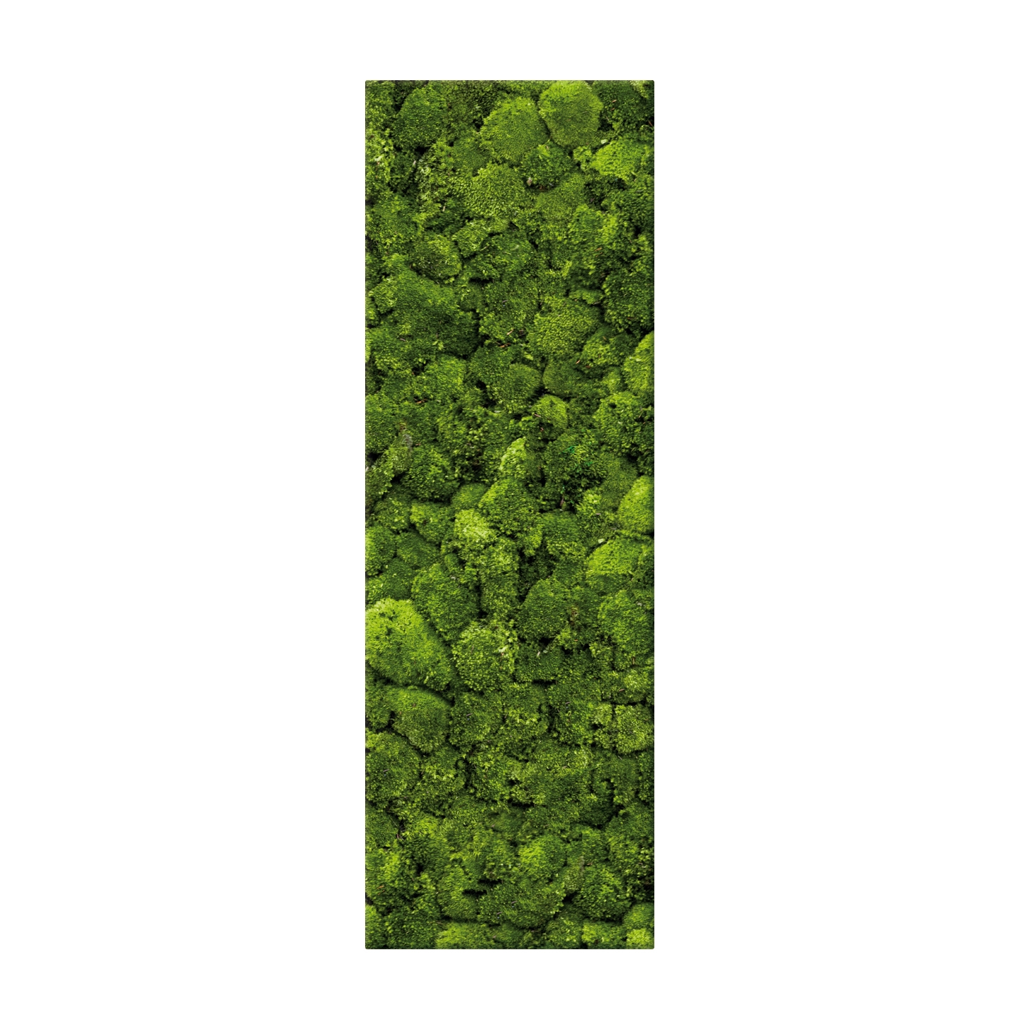 Display product Moosbild Bar 40x160 cm from manufacturer art aqua