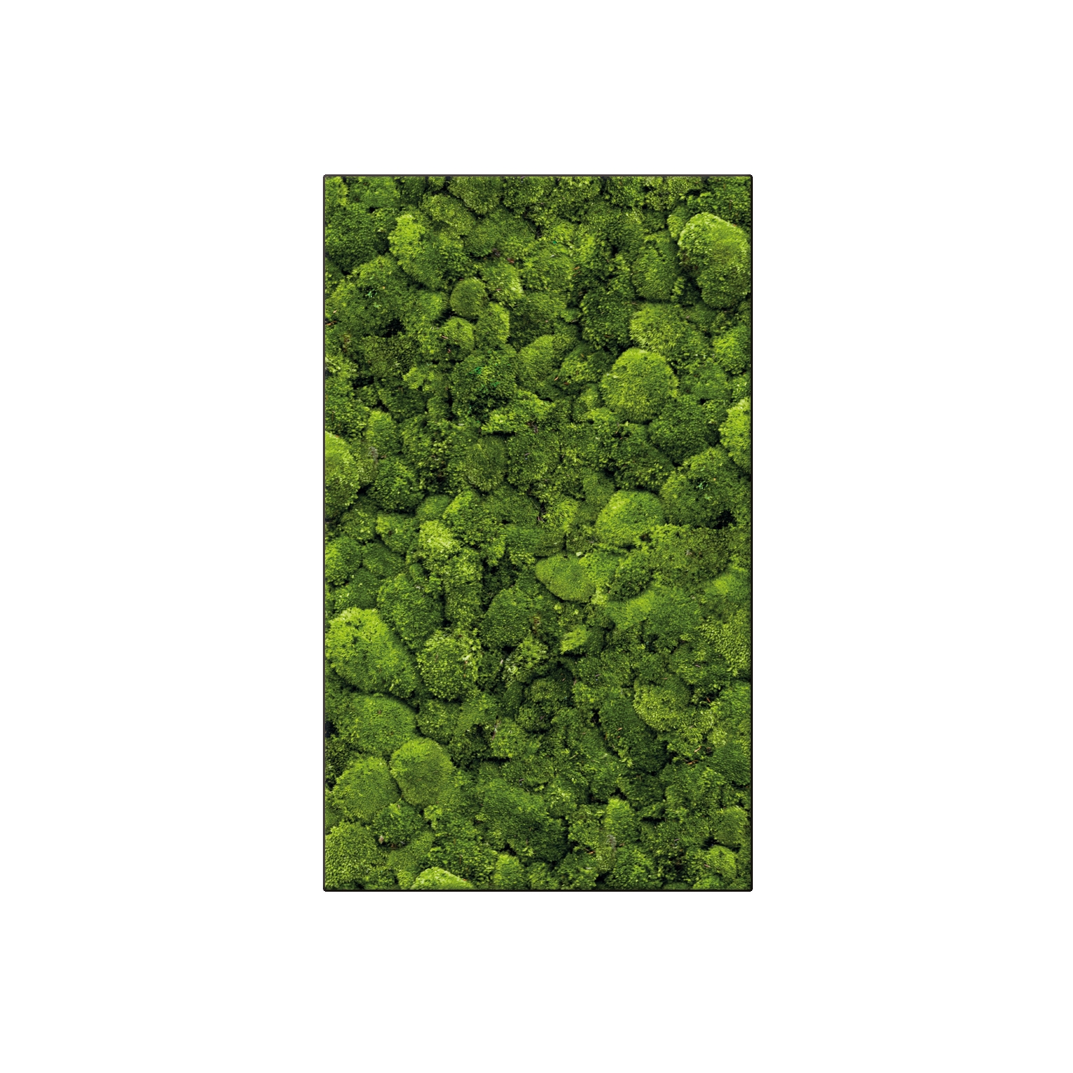 Display product Moosbild Rectangle 60x100 cm from manufacturer art aqua