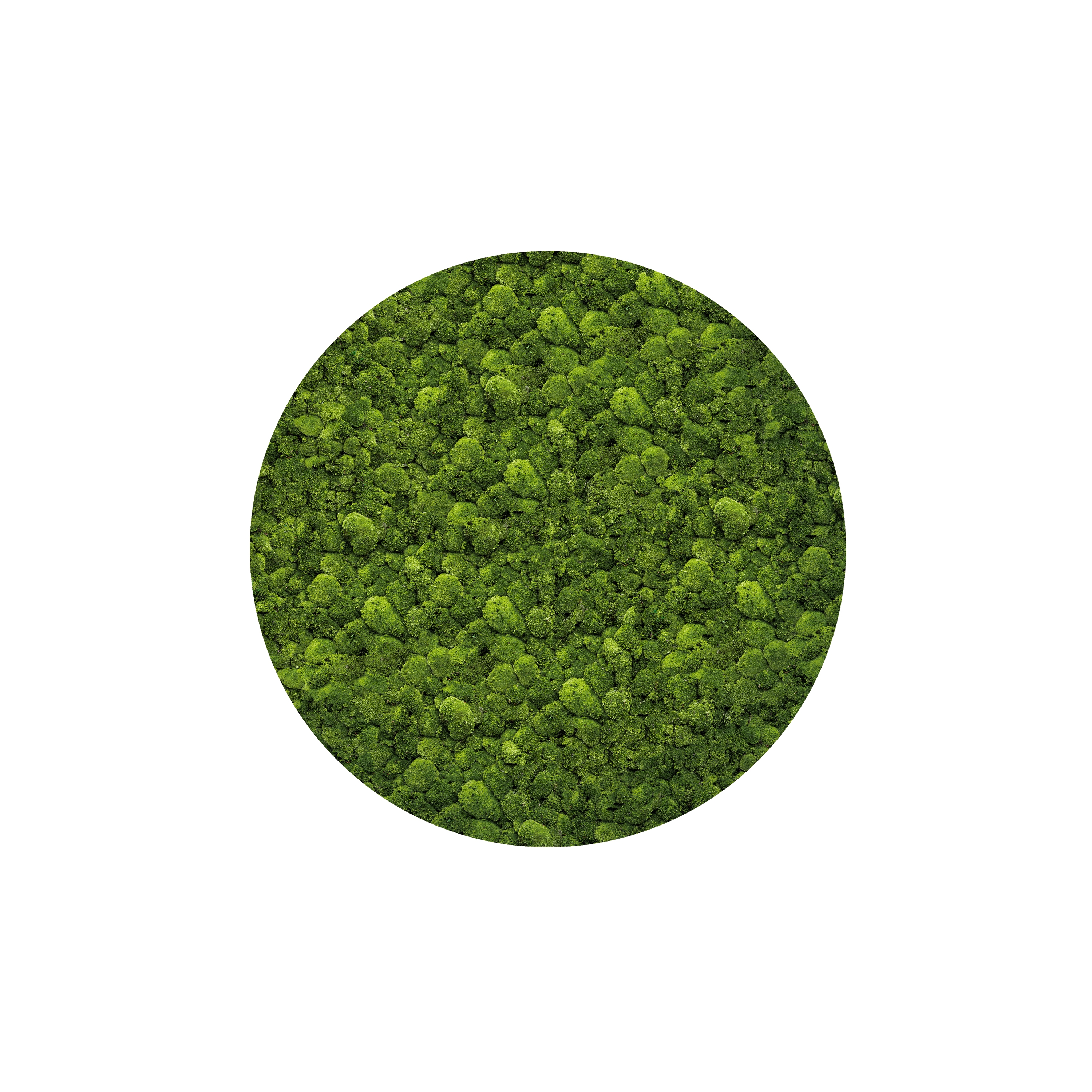 Display product Moosbild Round ø 220 cm from manufacturer art aqua