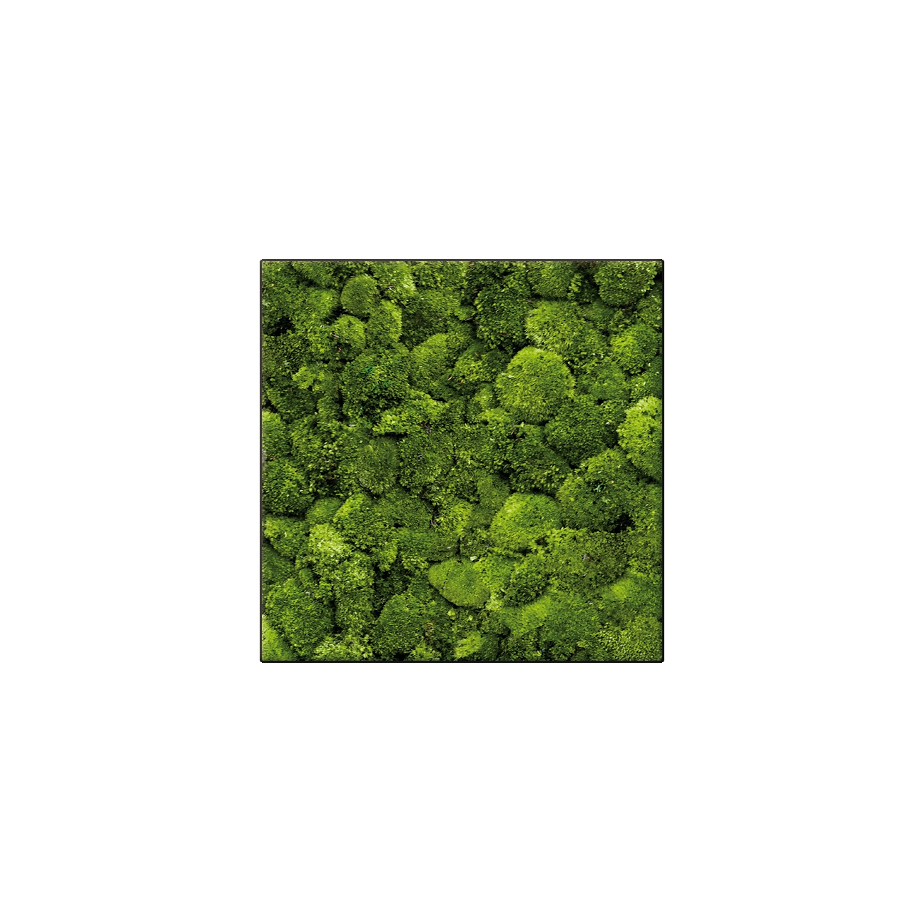 Display product Moosbild Square 60x60 cm from manufacturer art aqua