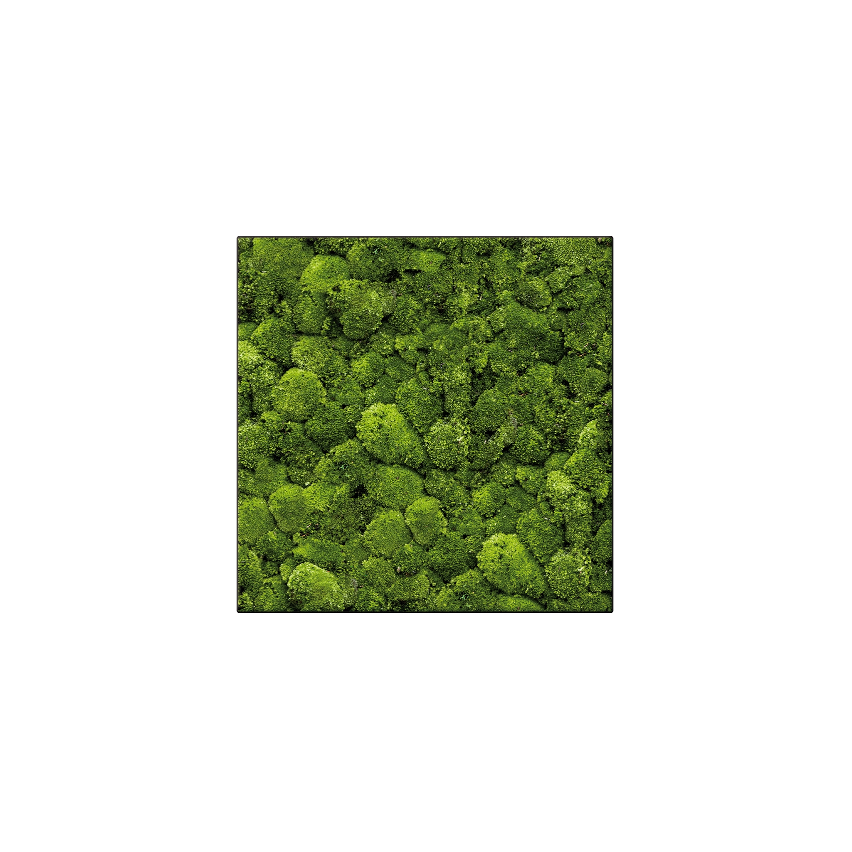 Display product Moosbild Square 80x80 cm from manufacturer art aqua