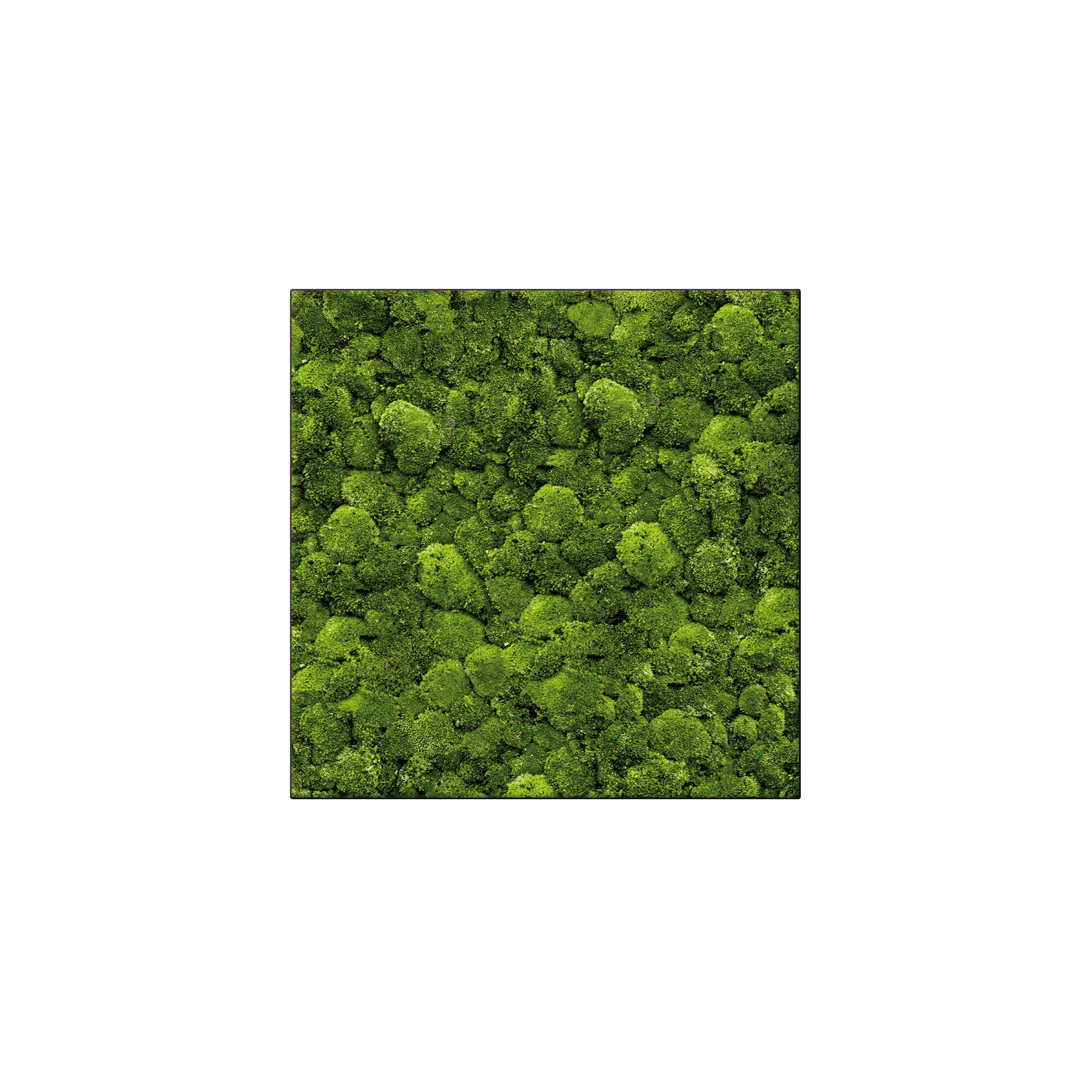 Display product Moosbild Square 100x100 cm from manufacturer art aqua