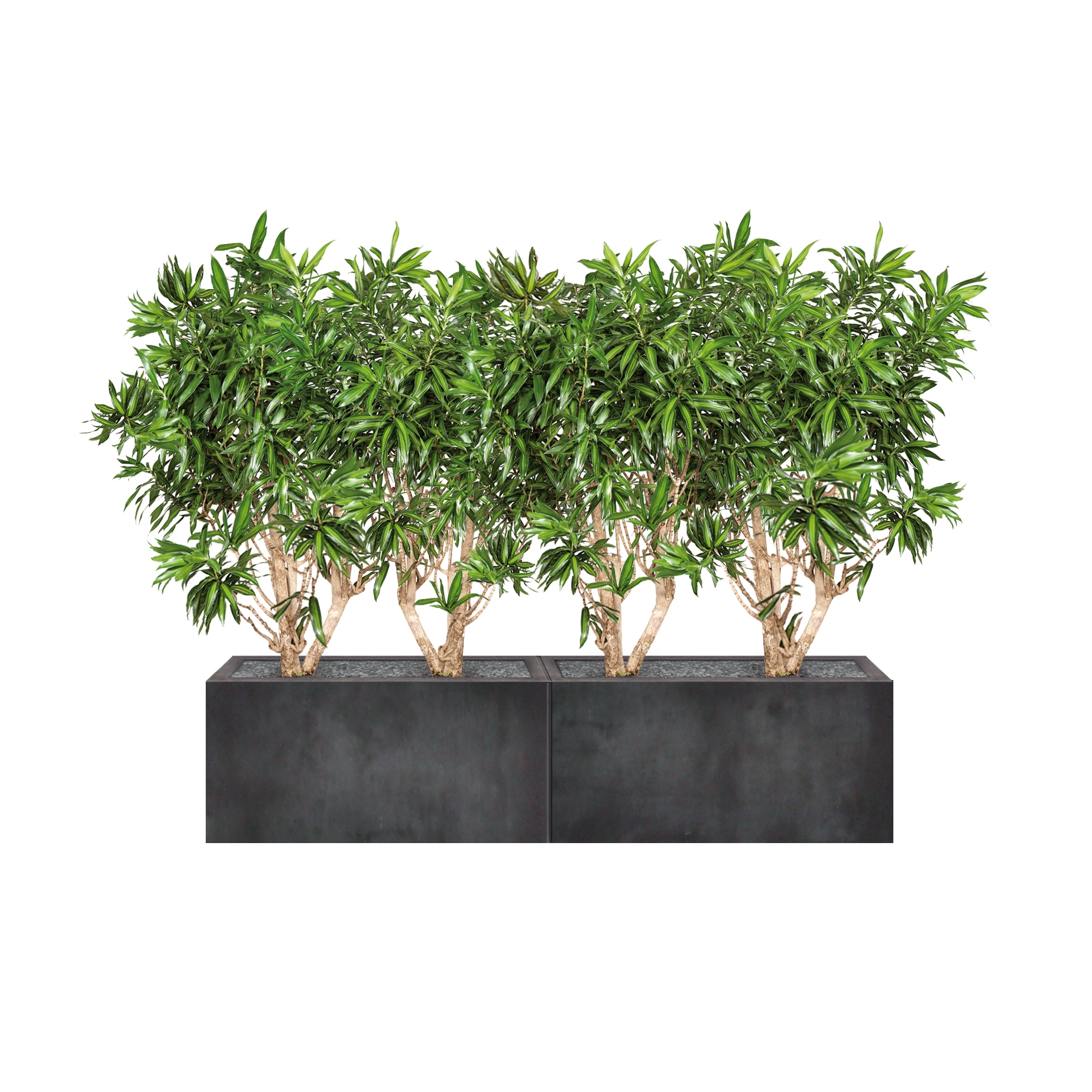 Display product Heckenelement Dracaena niedrig 120 cm from manufacturer art aqua
