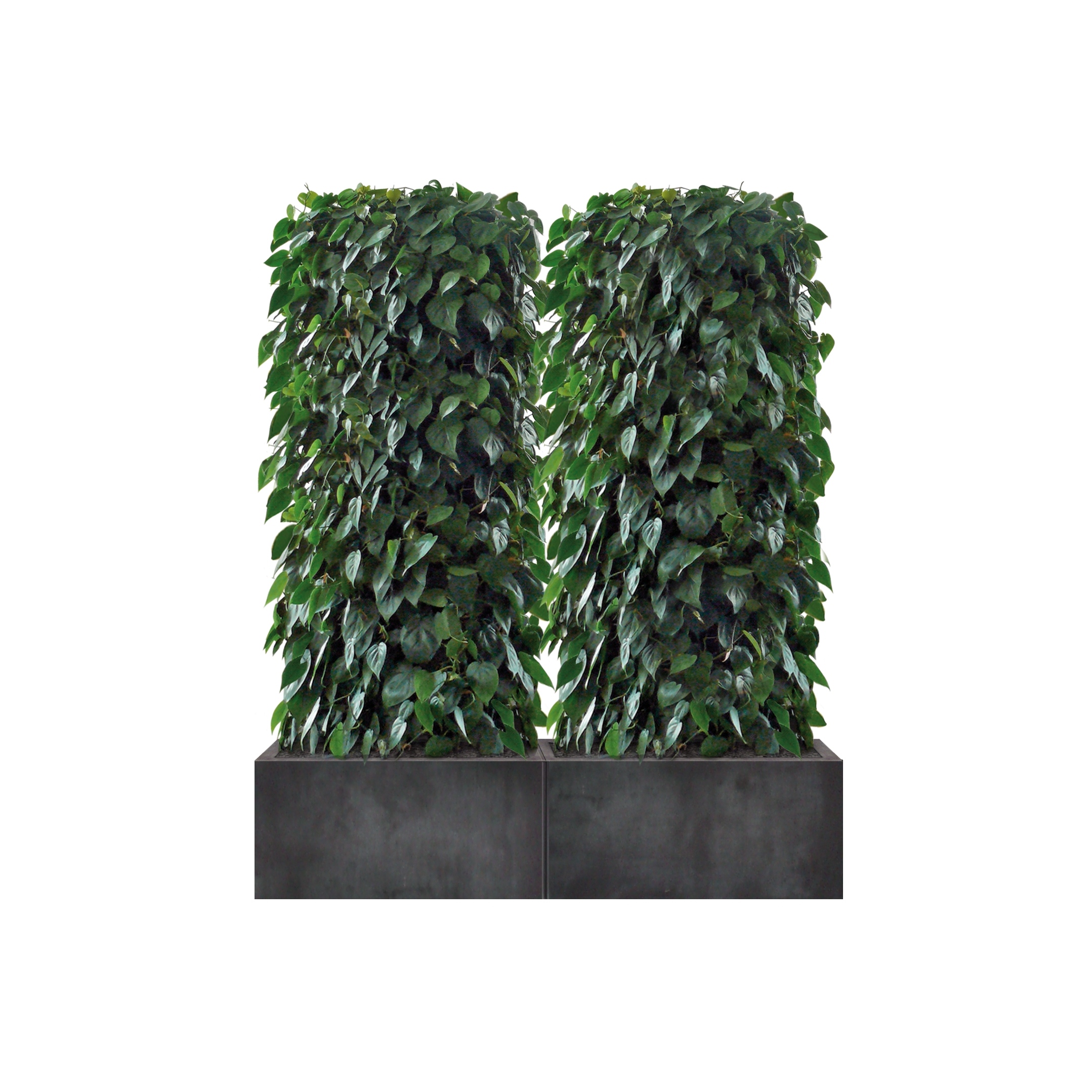 Display product Heckenelement Philodendrom niedrig 170 cm from manufacturer art aqua