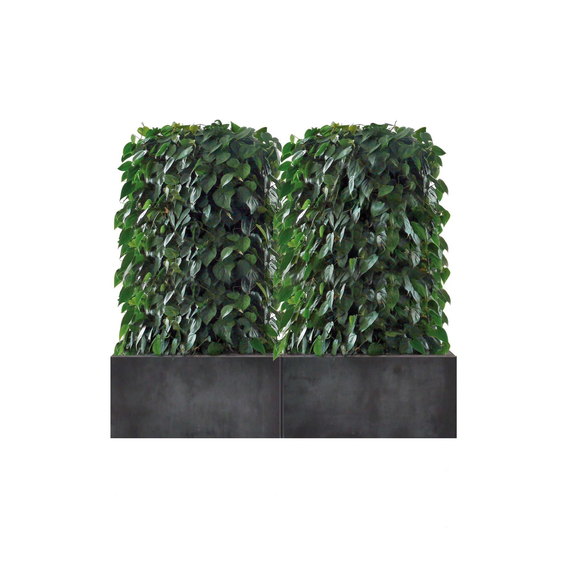 Display product Heckenelement Sanseveria niedrig 120-140 cm from manufacturer art aqua