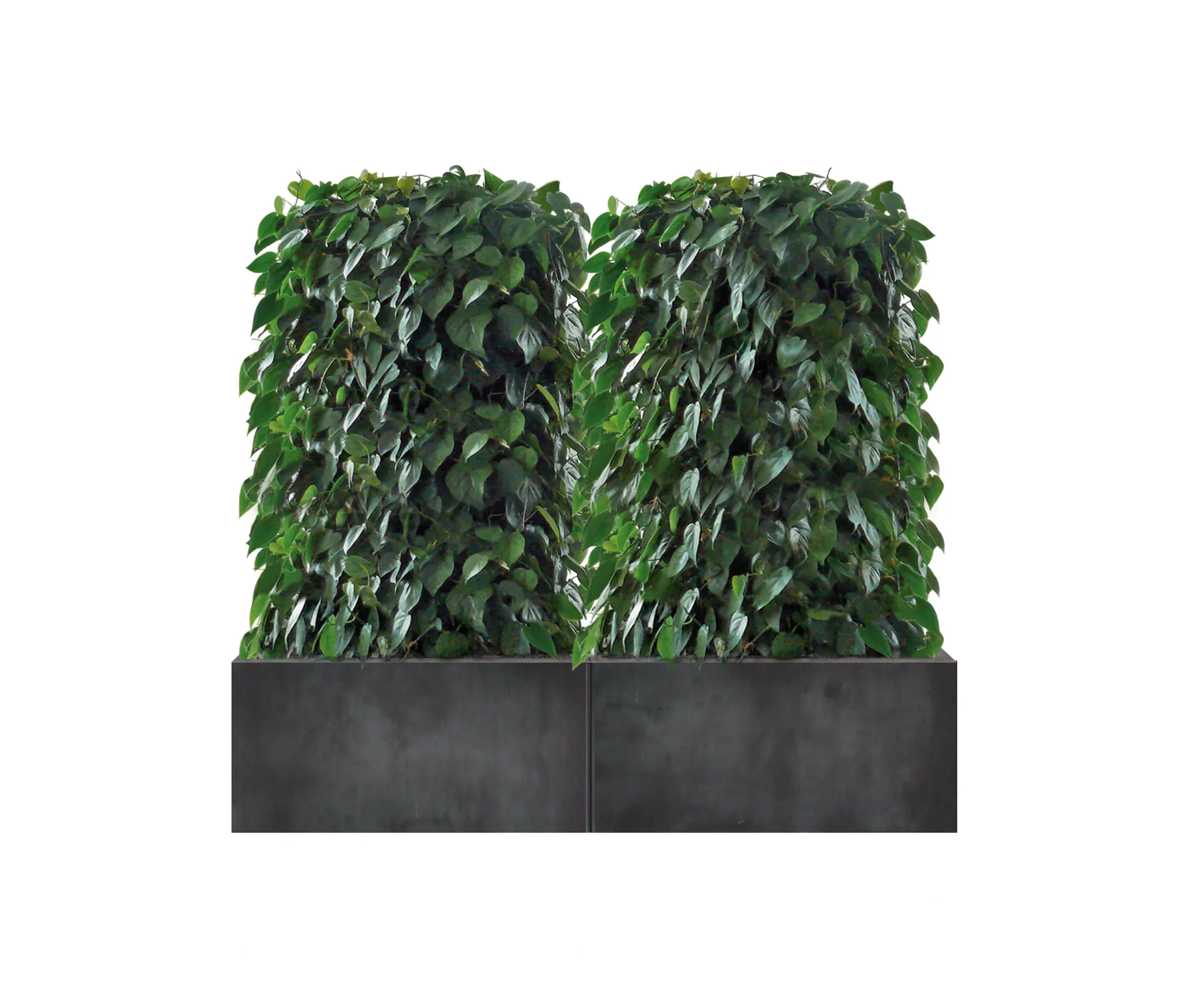 art aqua - Heckenelement Sanseveria niedrig 120-140 cm