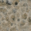 KP 1699