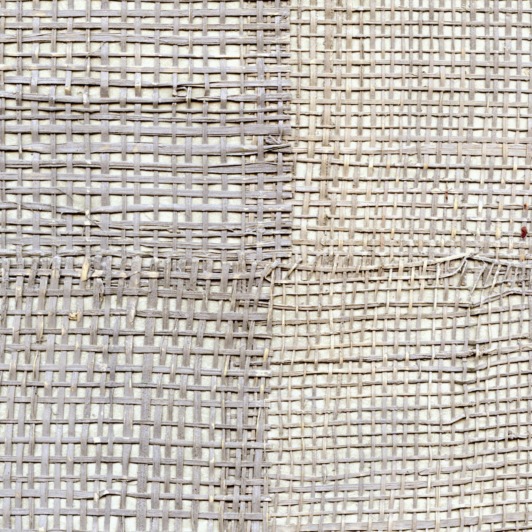 Épure | Pachira RM 666 12