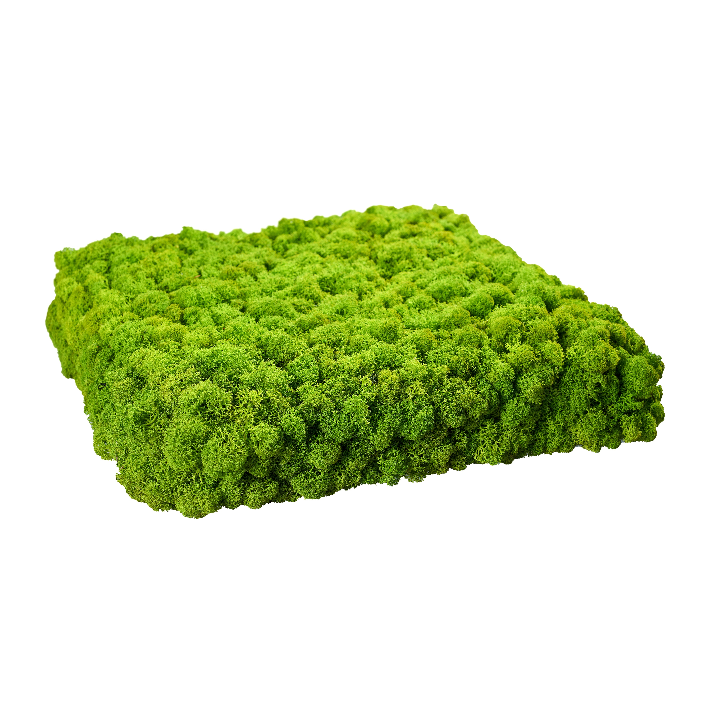 Display product Evergreen Premium moss pictures from manufacturer Freund