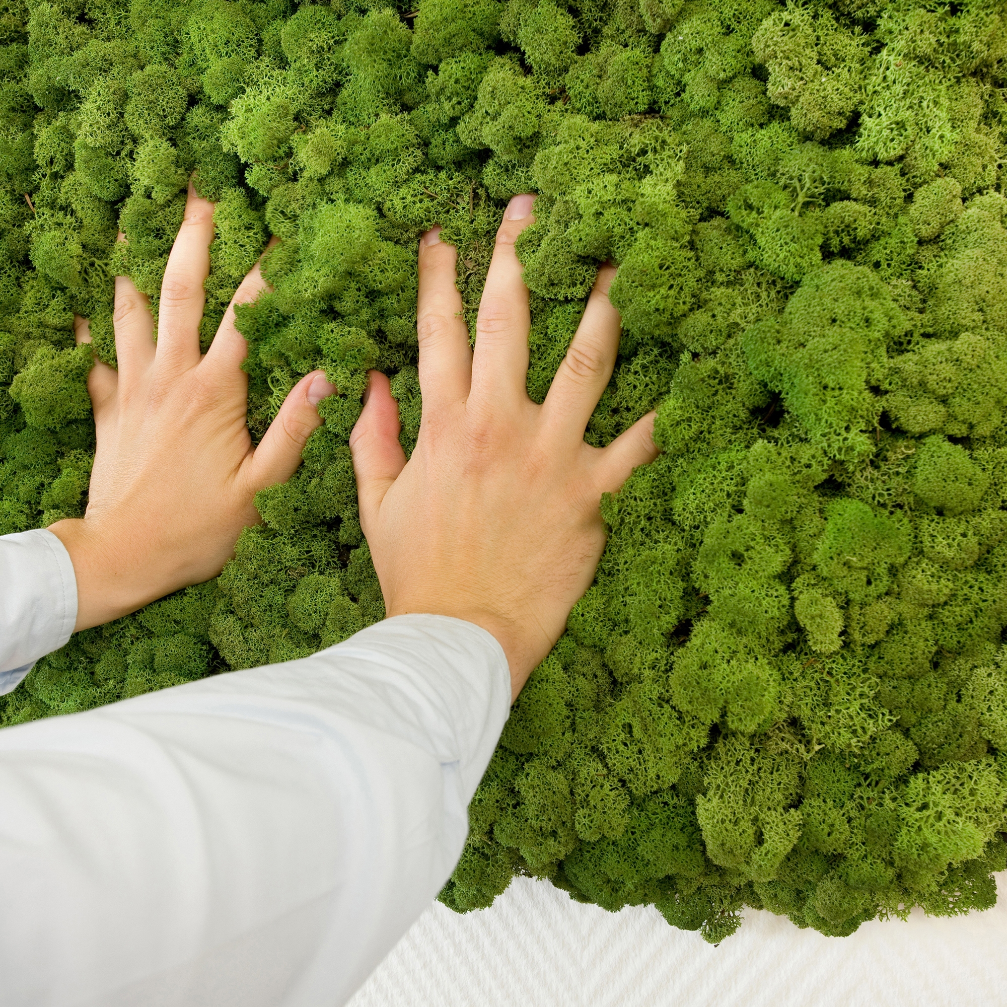 Display product Evergreen Premium moss pictures from manufacturer Freund