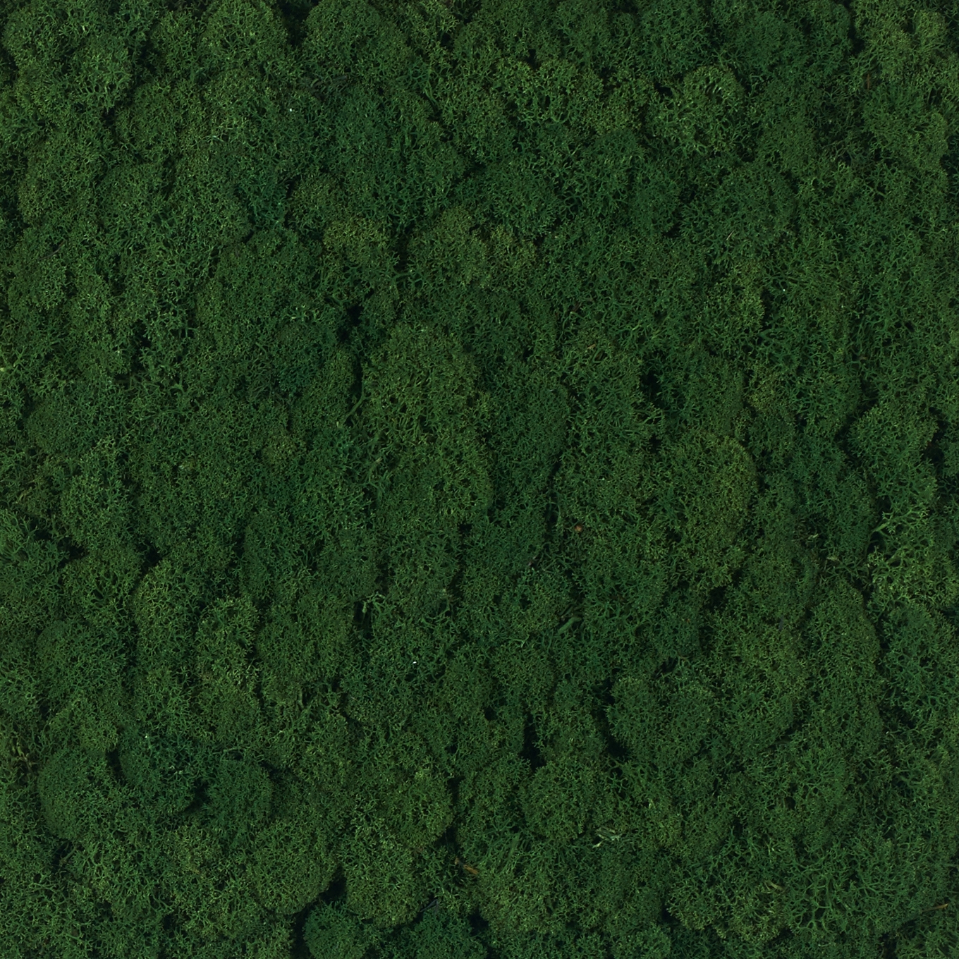 Display product Evergreen Premium moss pictures from manufacturer Freund