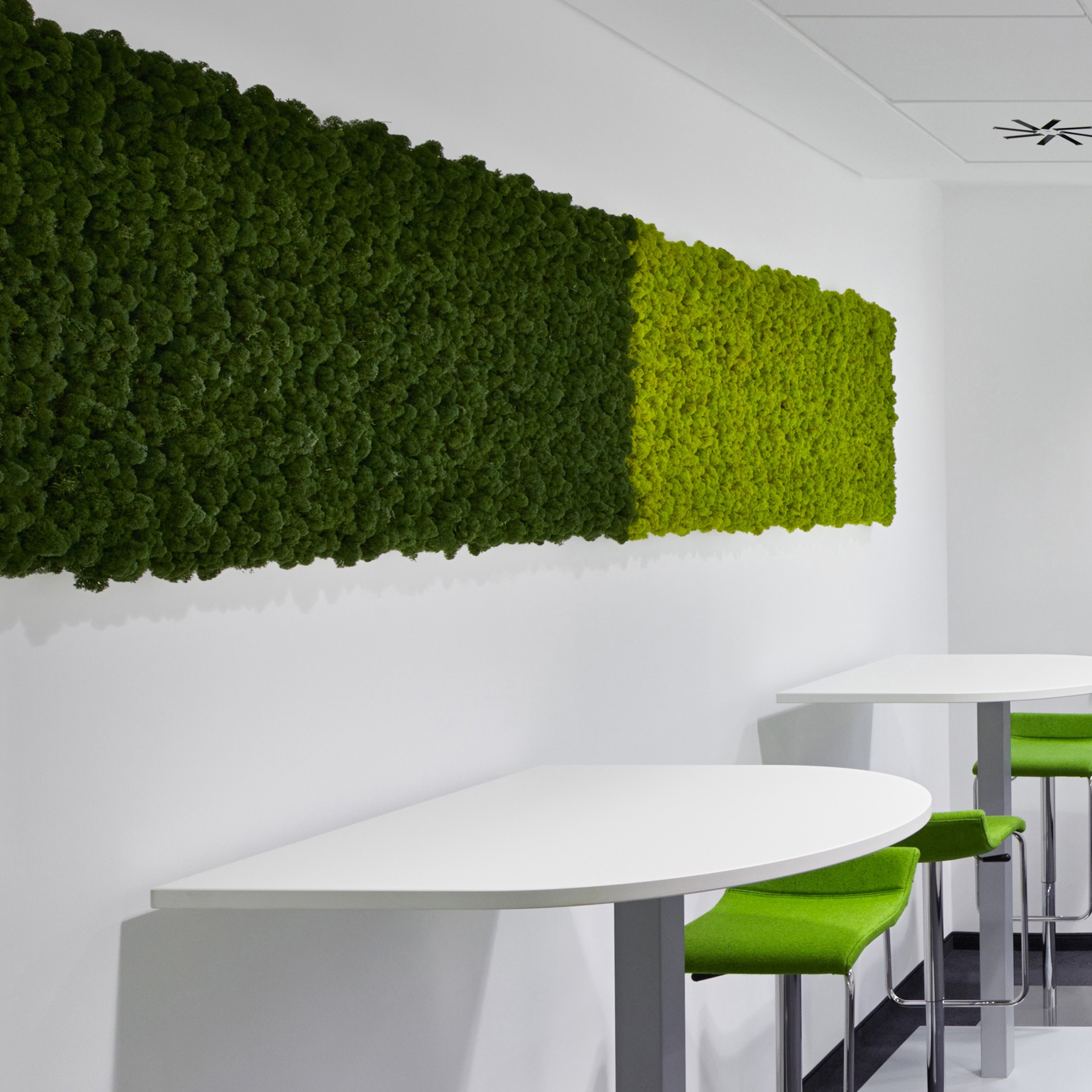 Display product Evergreen Premium moss pictures from manufacturer Freund