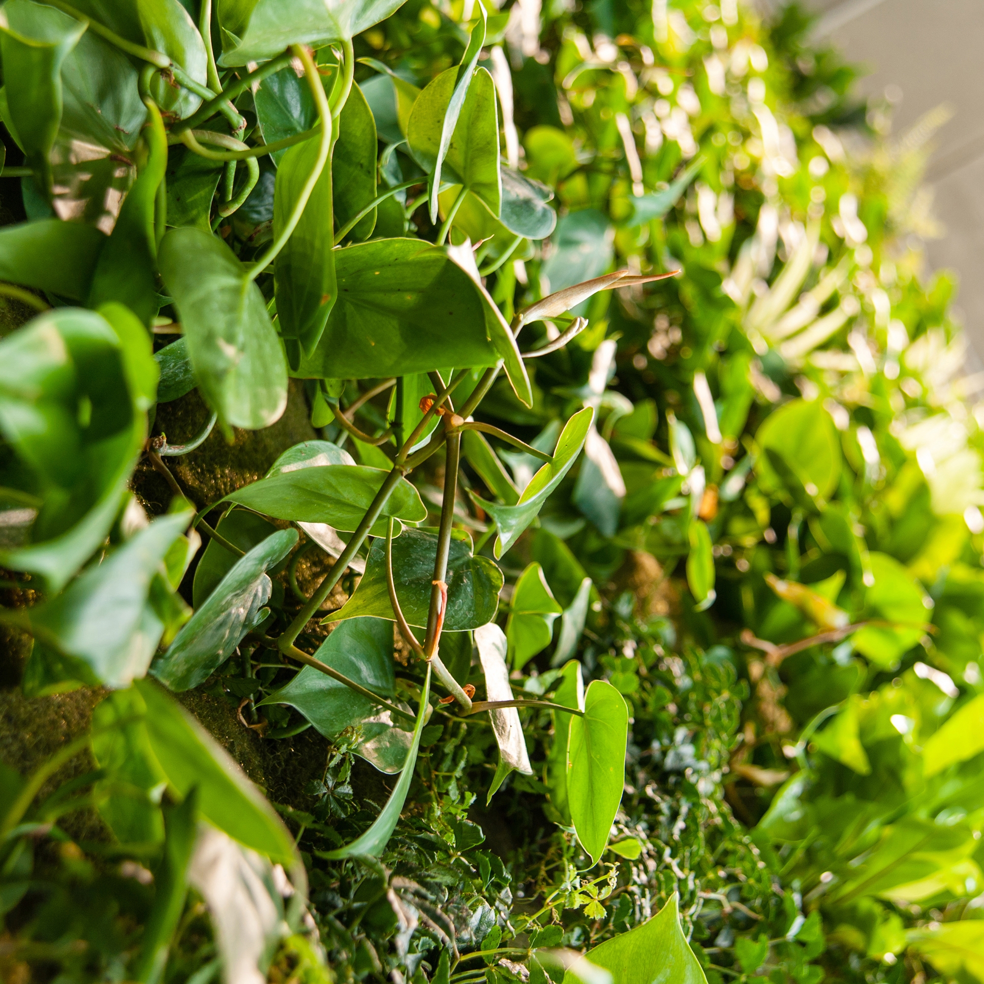 Display product Live Panel vertical garden from manufacturer Freund