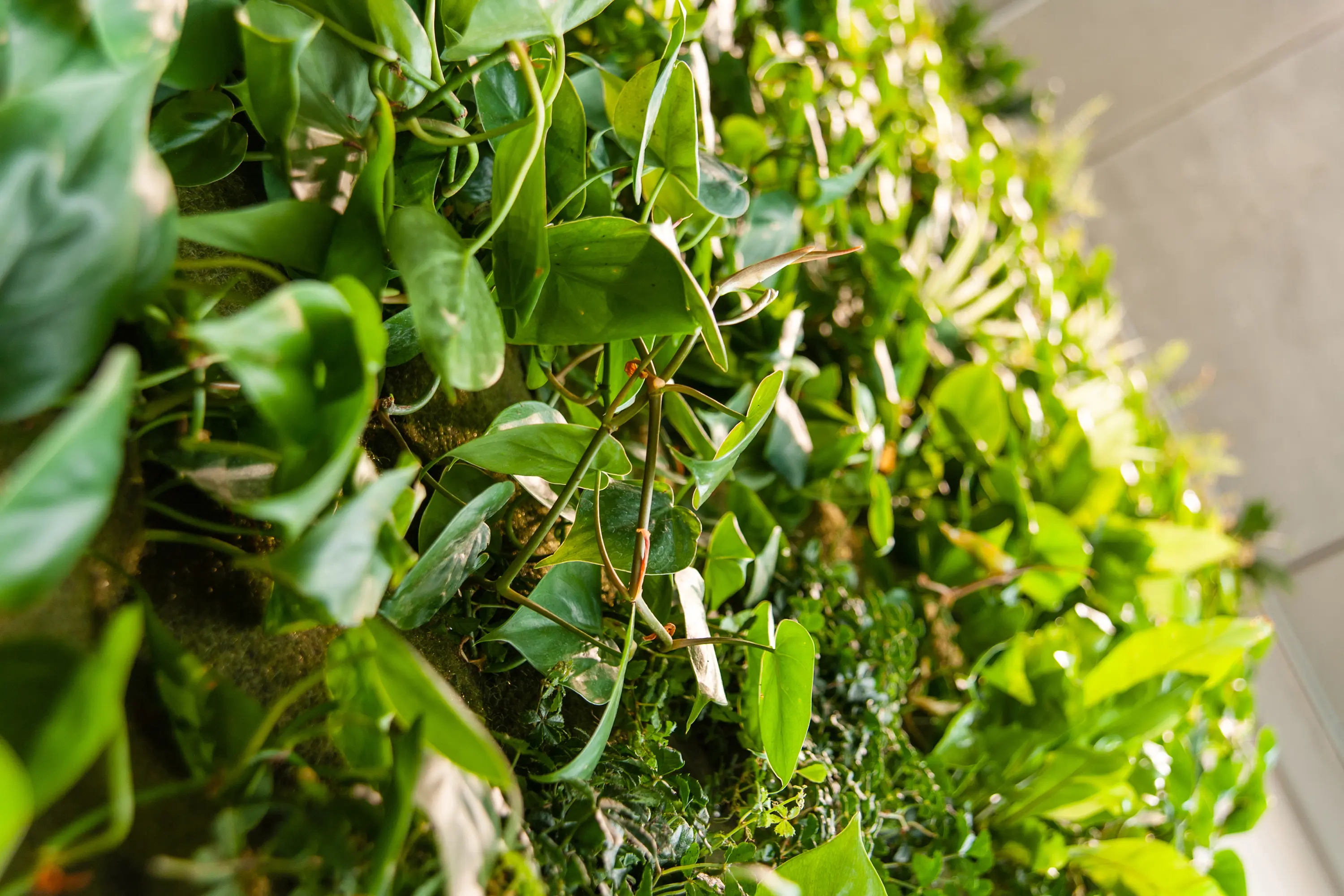 Freund - Live Panel vertical garden
