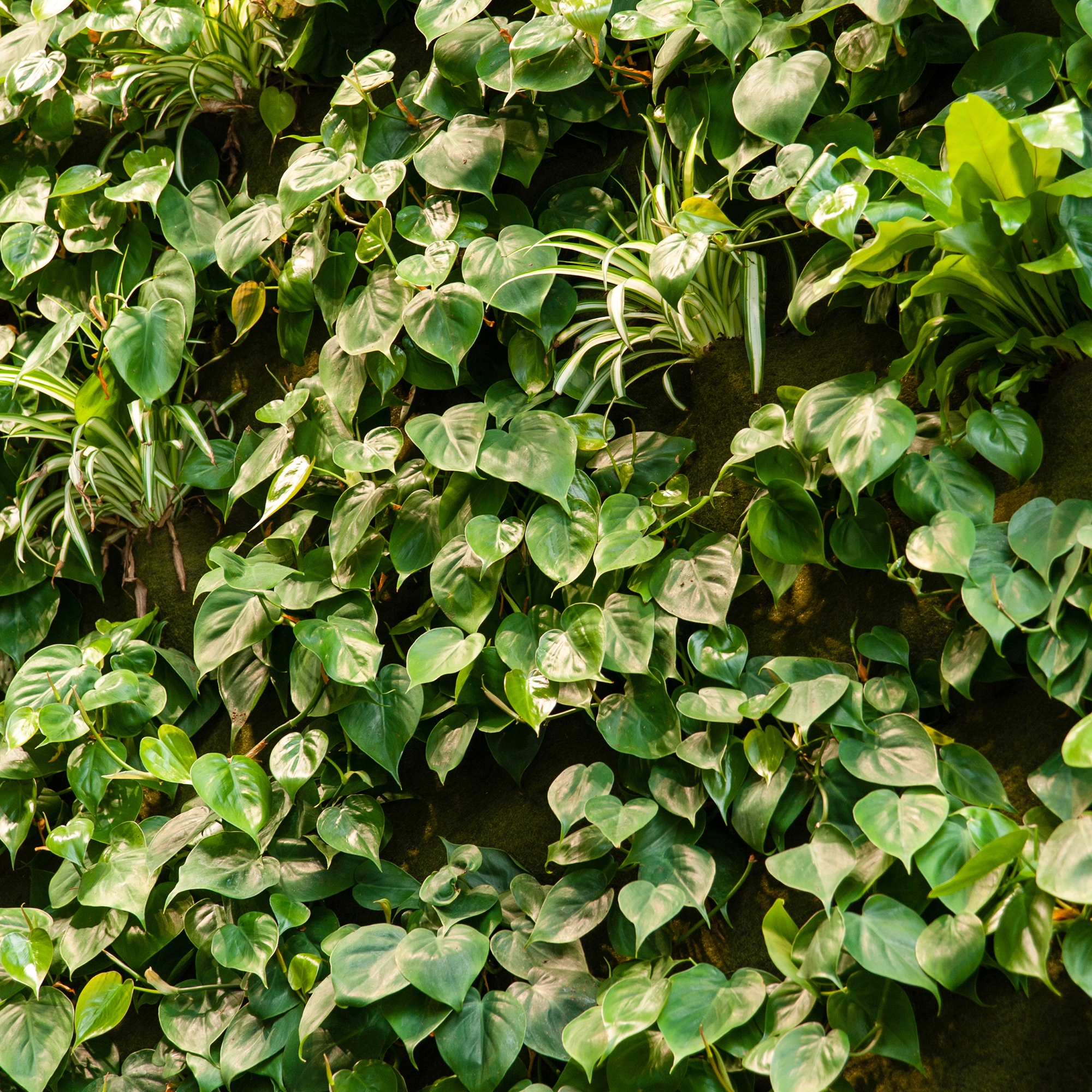 Display product Live Panel vertical garden from manufacturer Freund