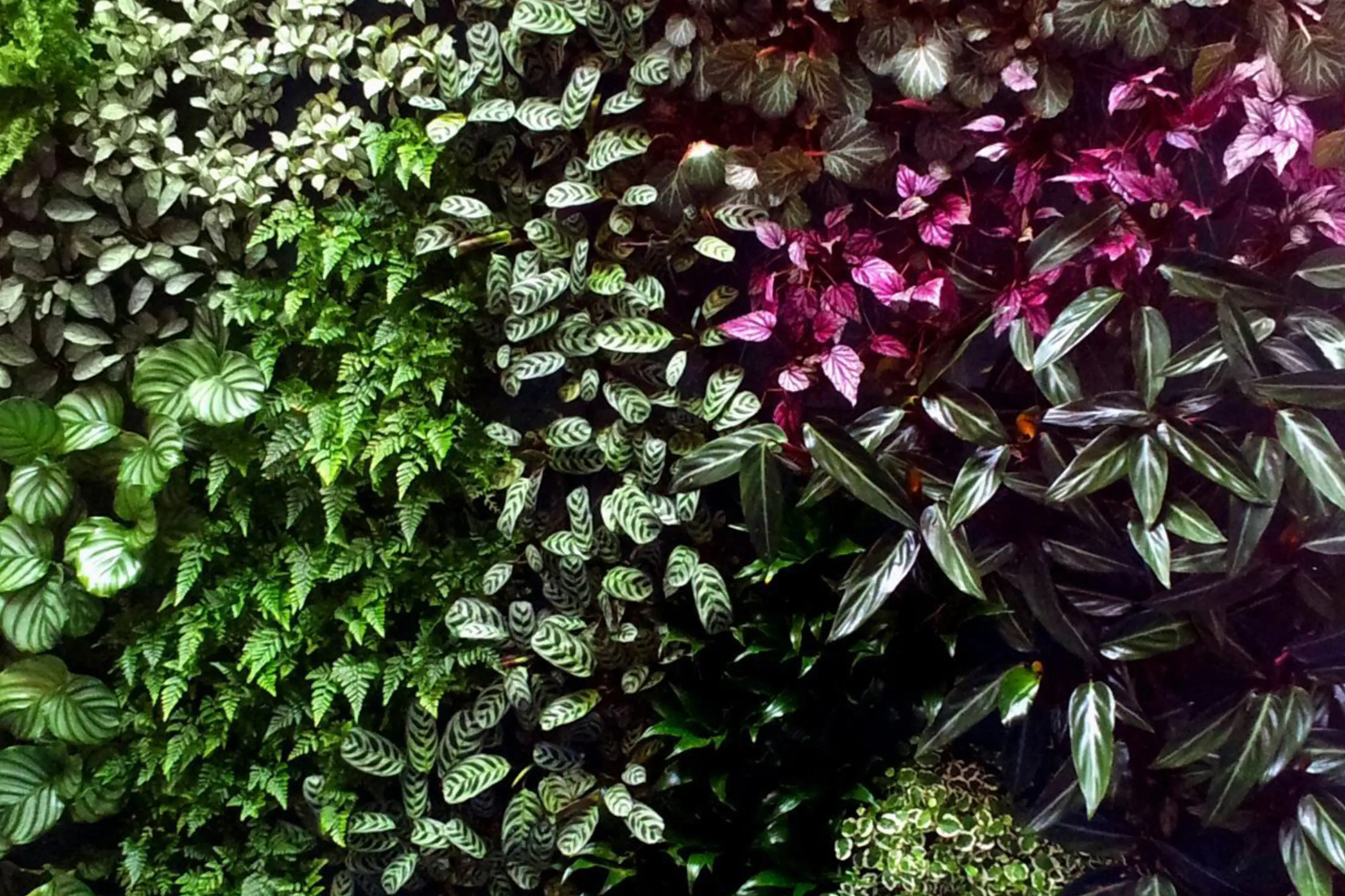 Freund - Live Panel vertical garden