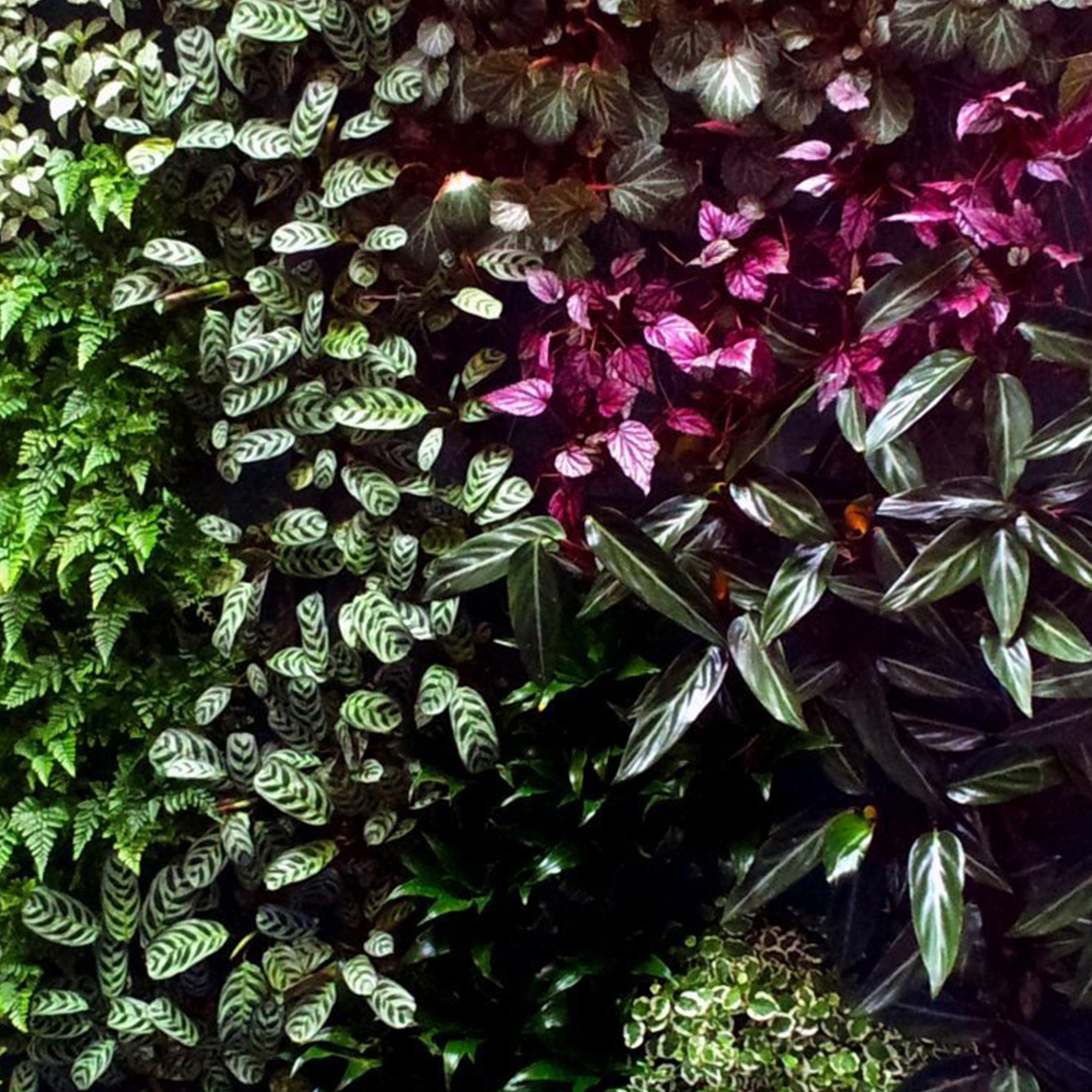 Display product Live Panel vertical garden from manufacturer Freund