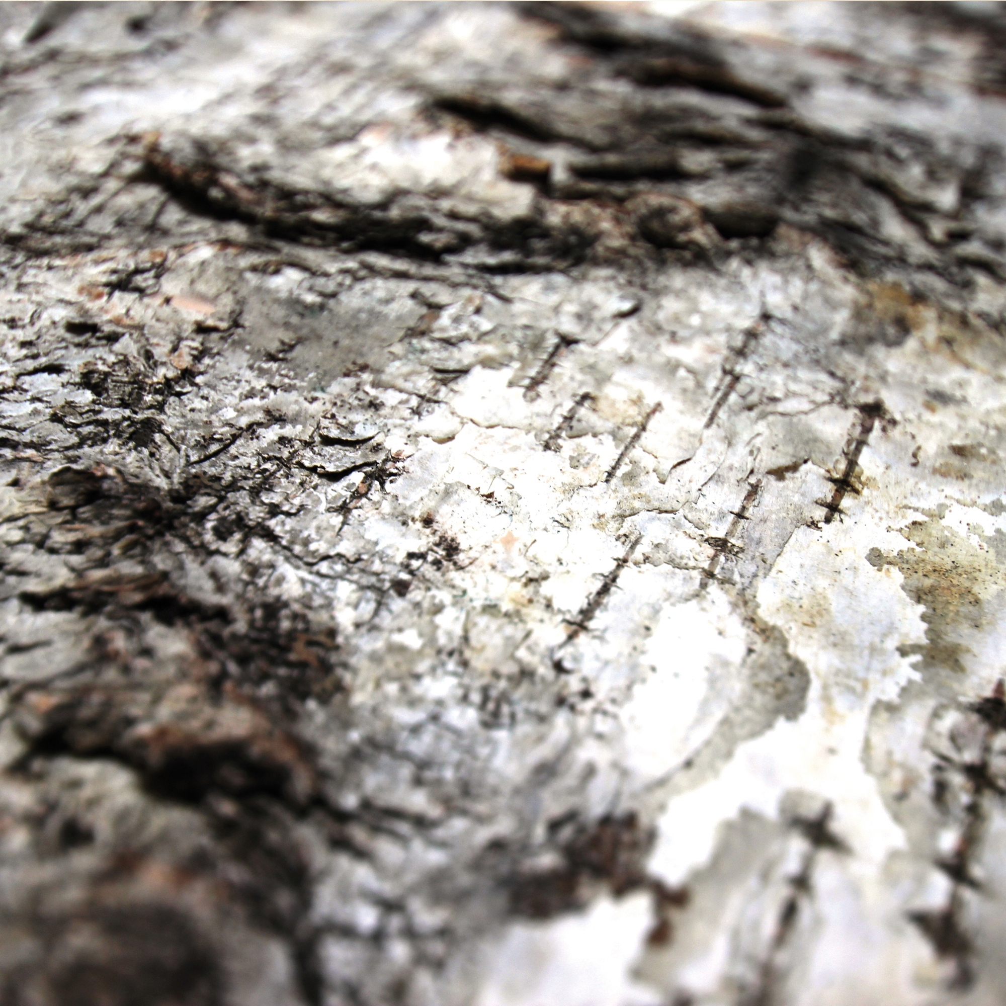 Mostrar el producto Birch bark del fabricante Freund
