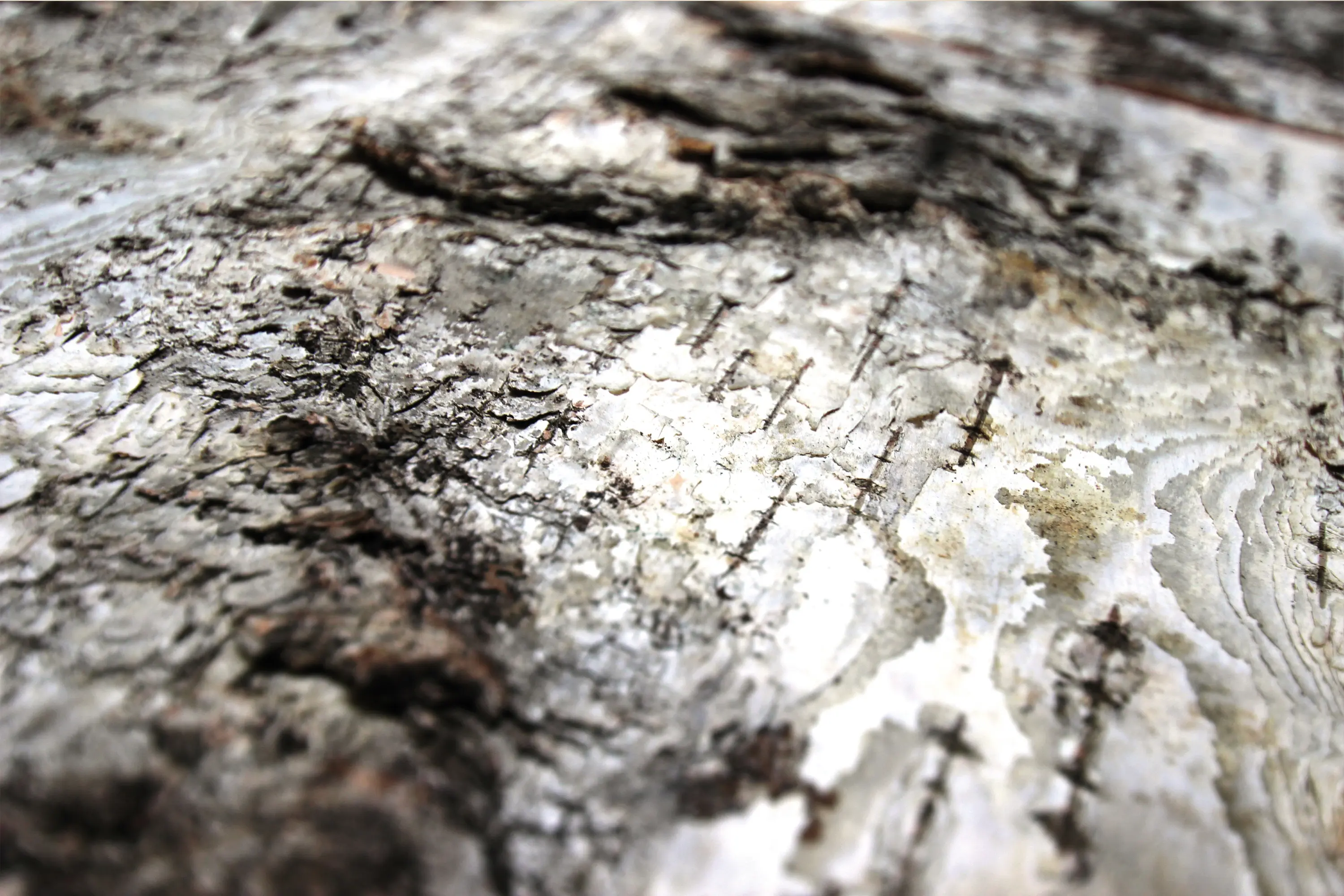 Freund - Birch bark