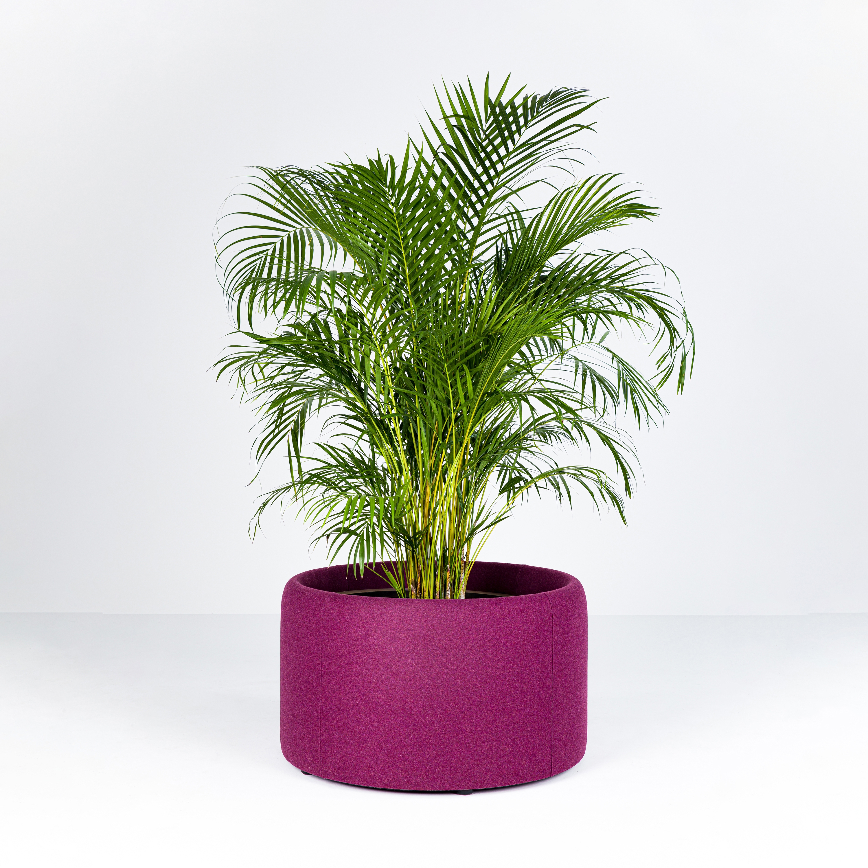 Display product BuzziPlanter from manufacturer BuzziSpace