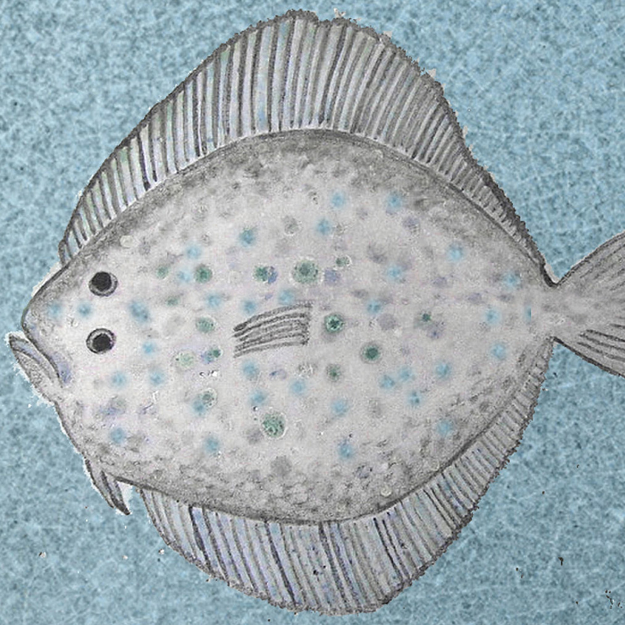 Turbot