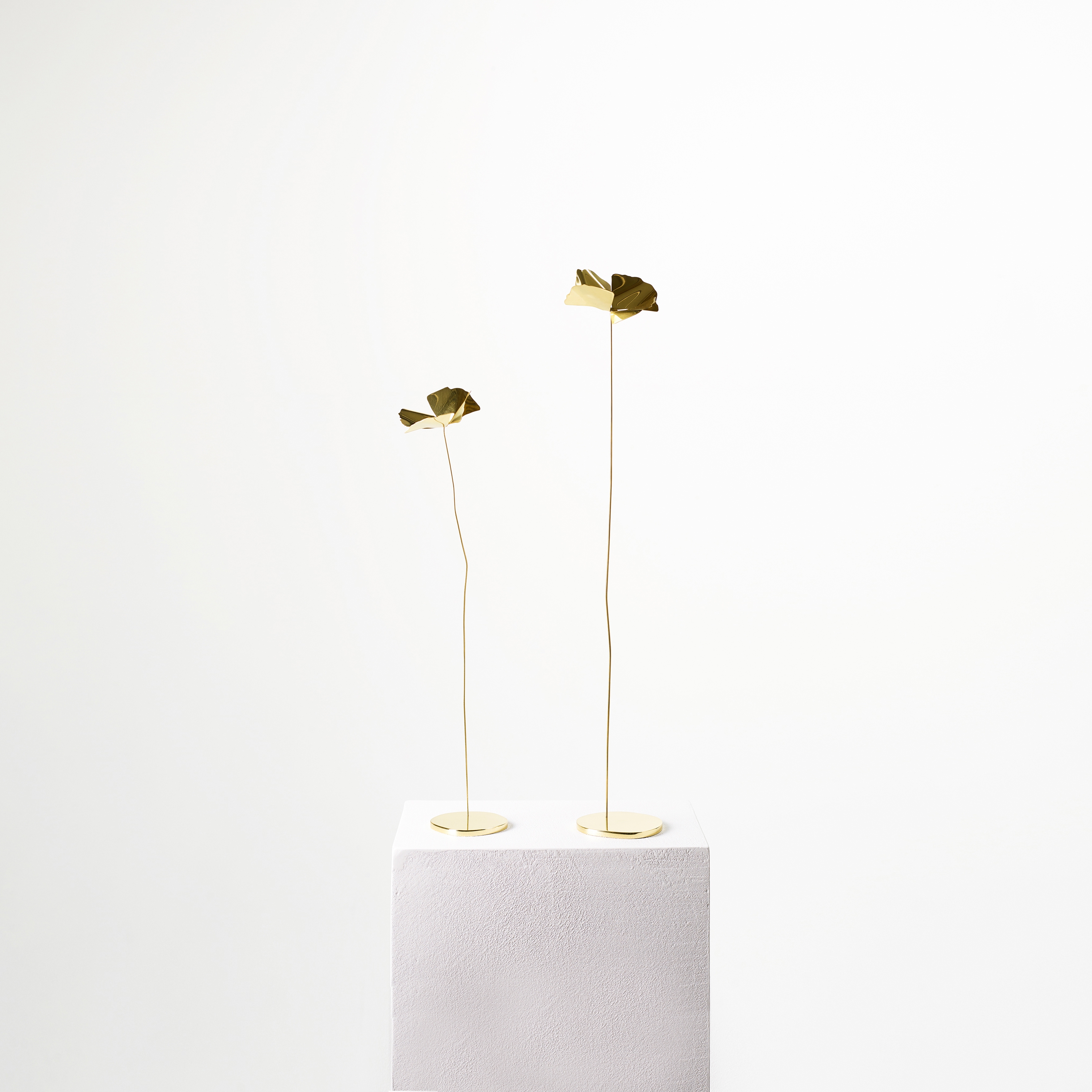 Display product Papaveri delicati from manufacturer Opinion Ciatti