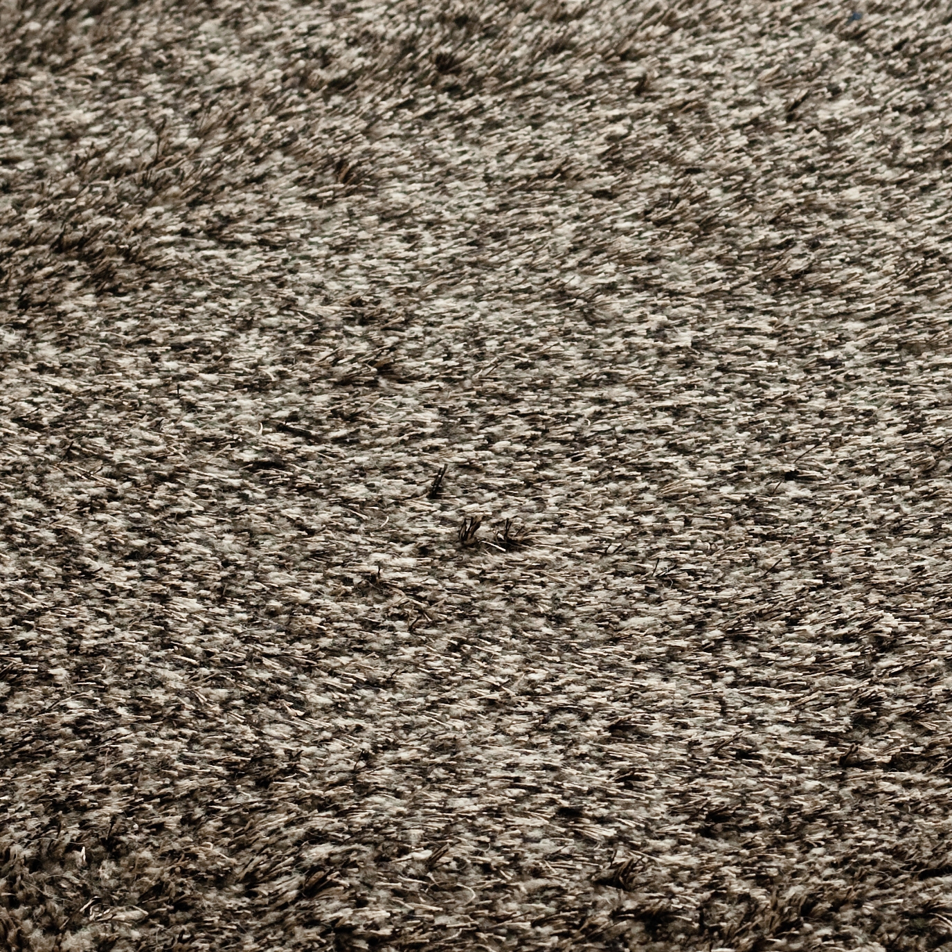 SG Northern Soul Low Cut dried grass