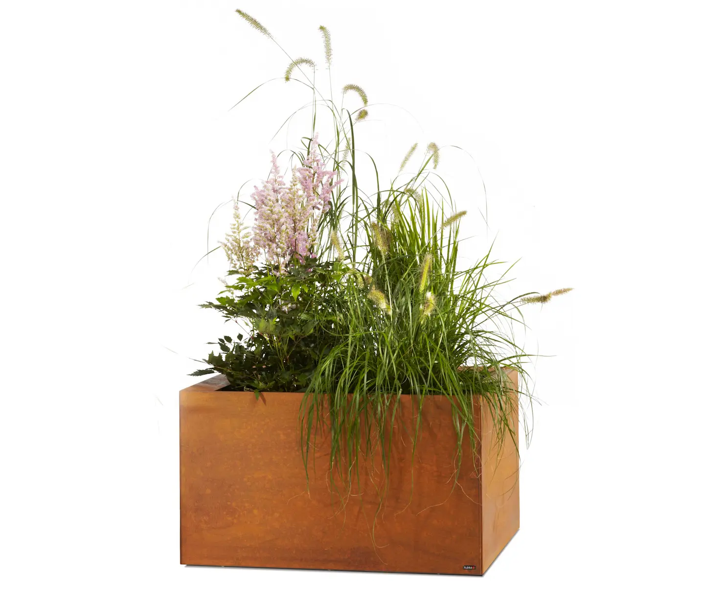 FLORA - Thallo