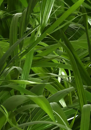 FunderMax GmbH - P934 Nature