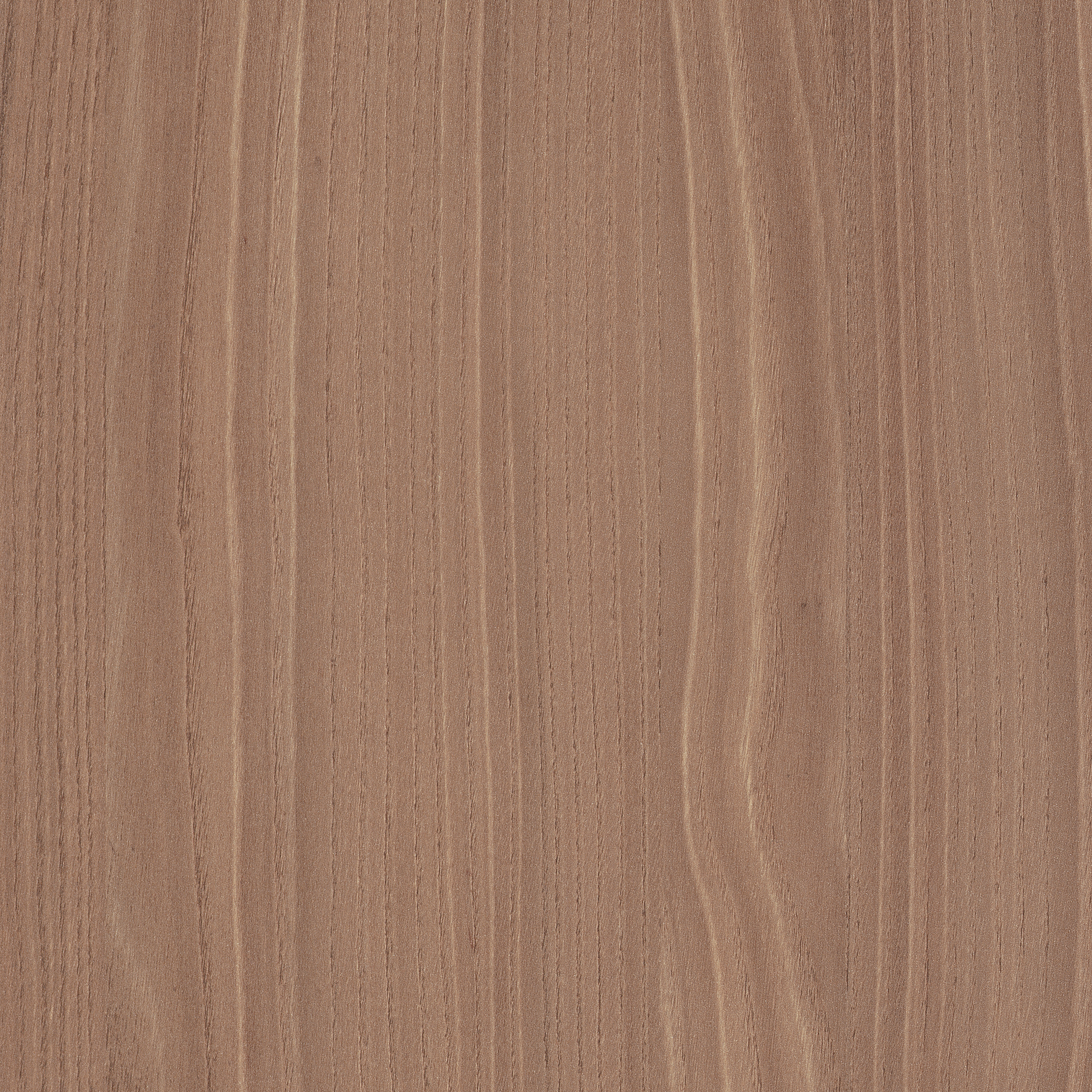 Display product H3786 Natural Bolivar Wood ST19 from manufacturer EGGER
