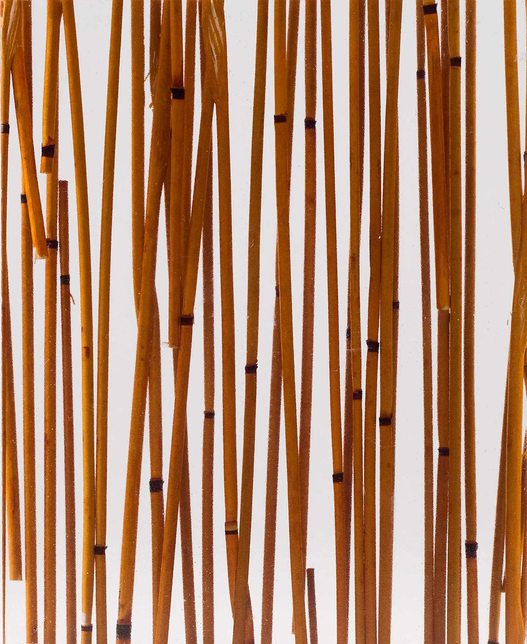 DesignPanel - Invision bamboo curry