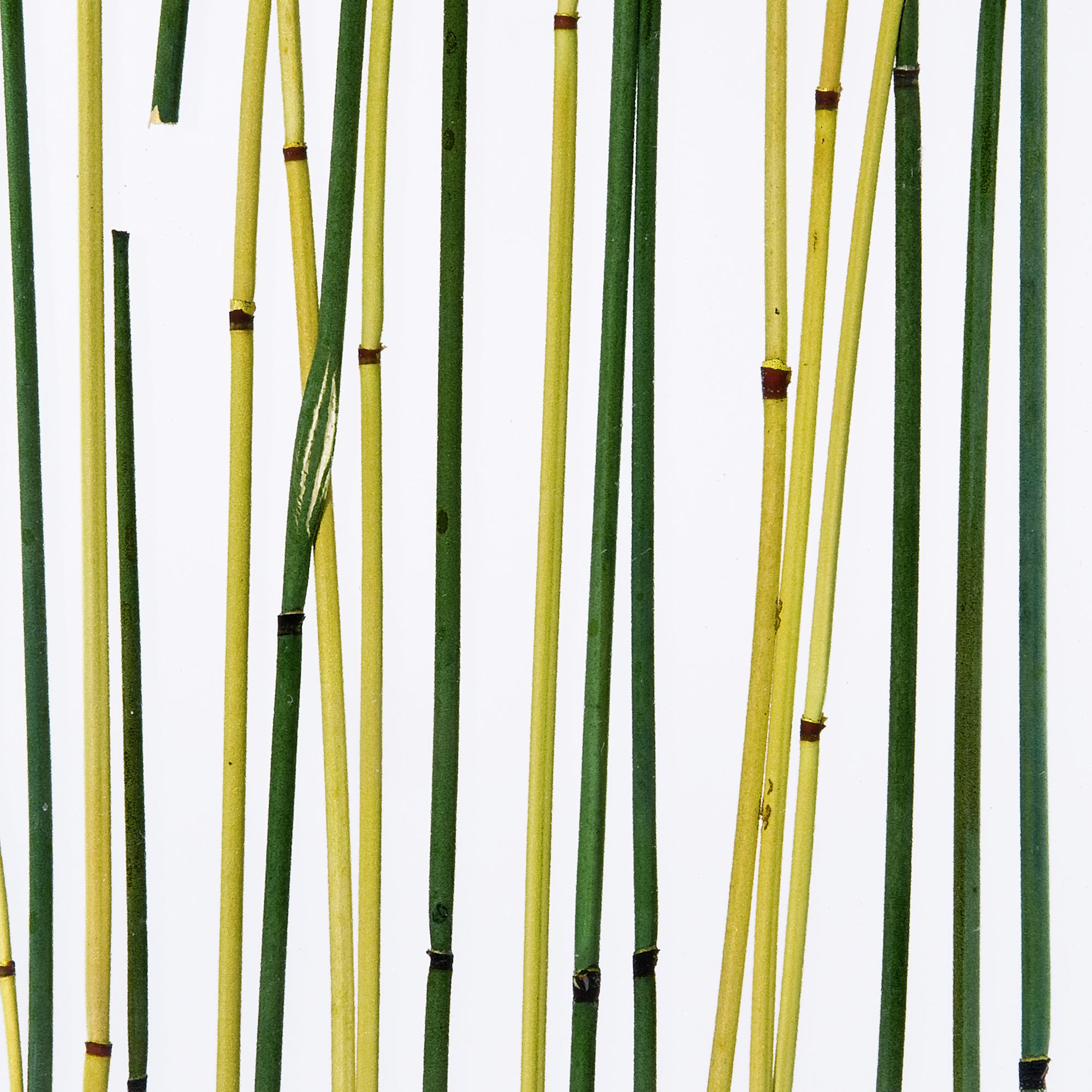 Produkt Invision bamboo green yellow des Herstellers DesignPanel anzeigen