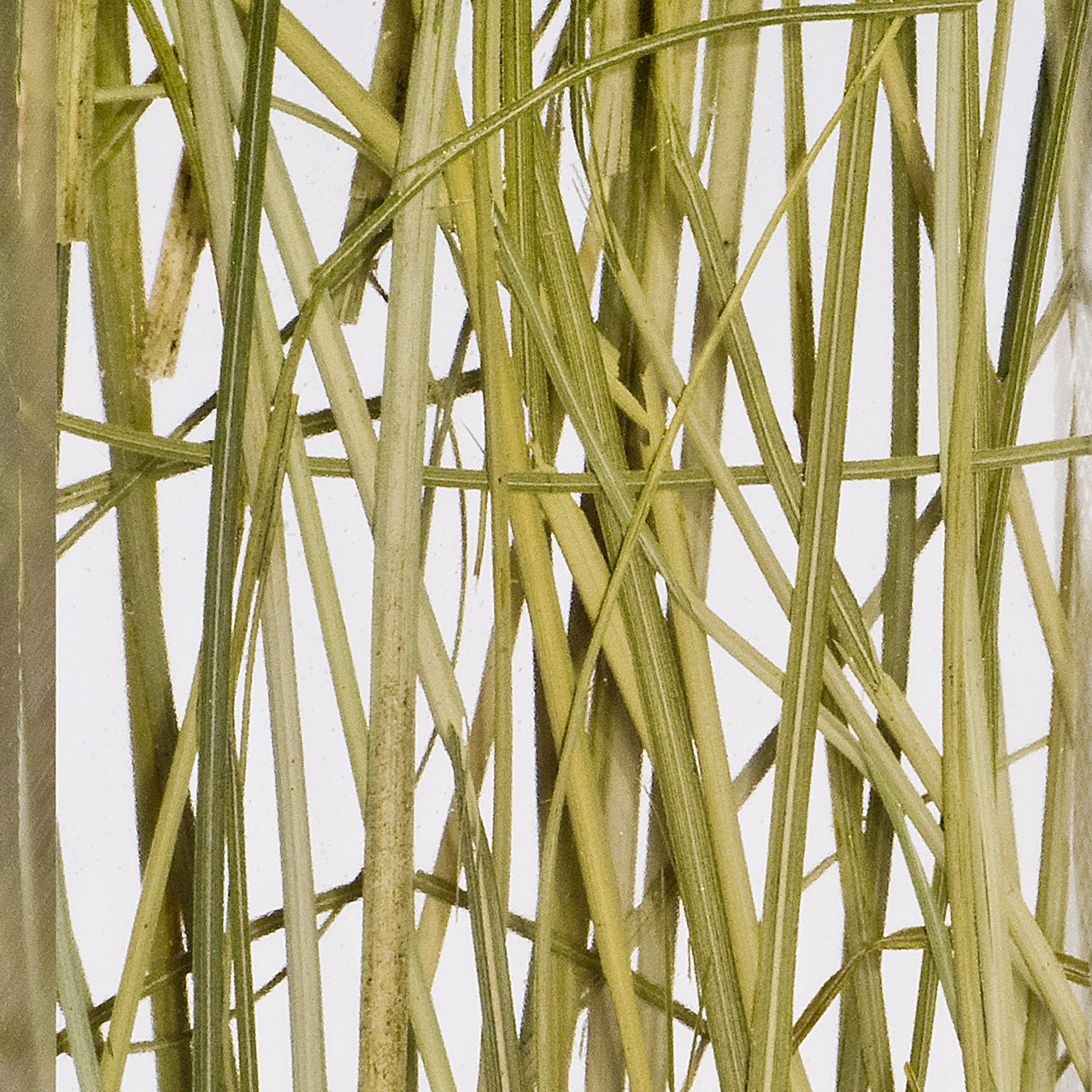 Produkt Invision beargrass des Herstellers DesignPanel anzeigen