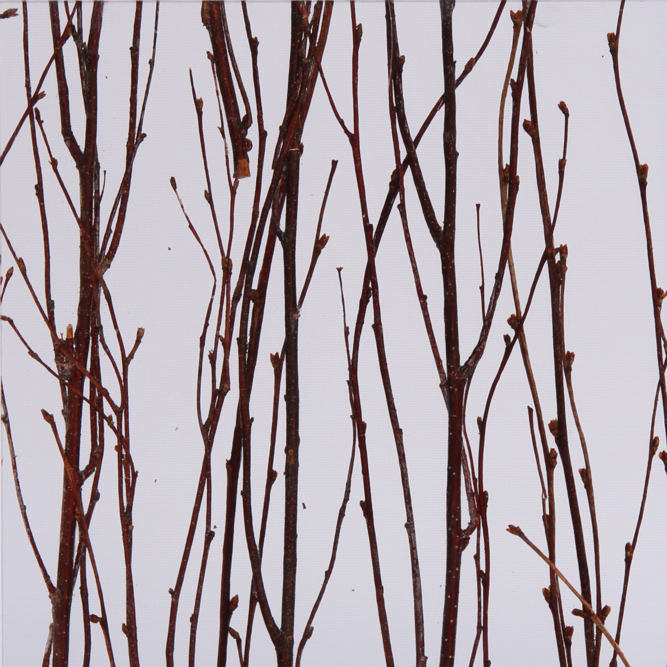 Produkt Invision birch des Herstellers DesignPanel anzeigen