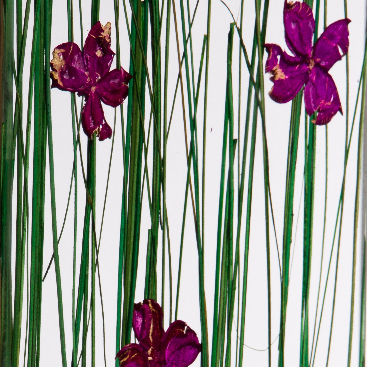 Produkt Invision flowerfield des Herstellers DesignPanel anzeigen
