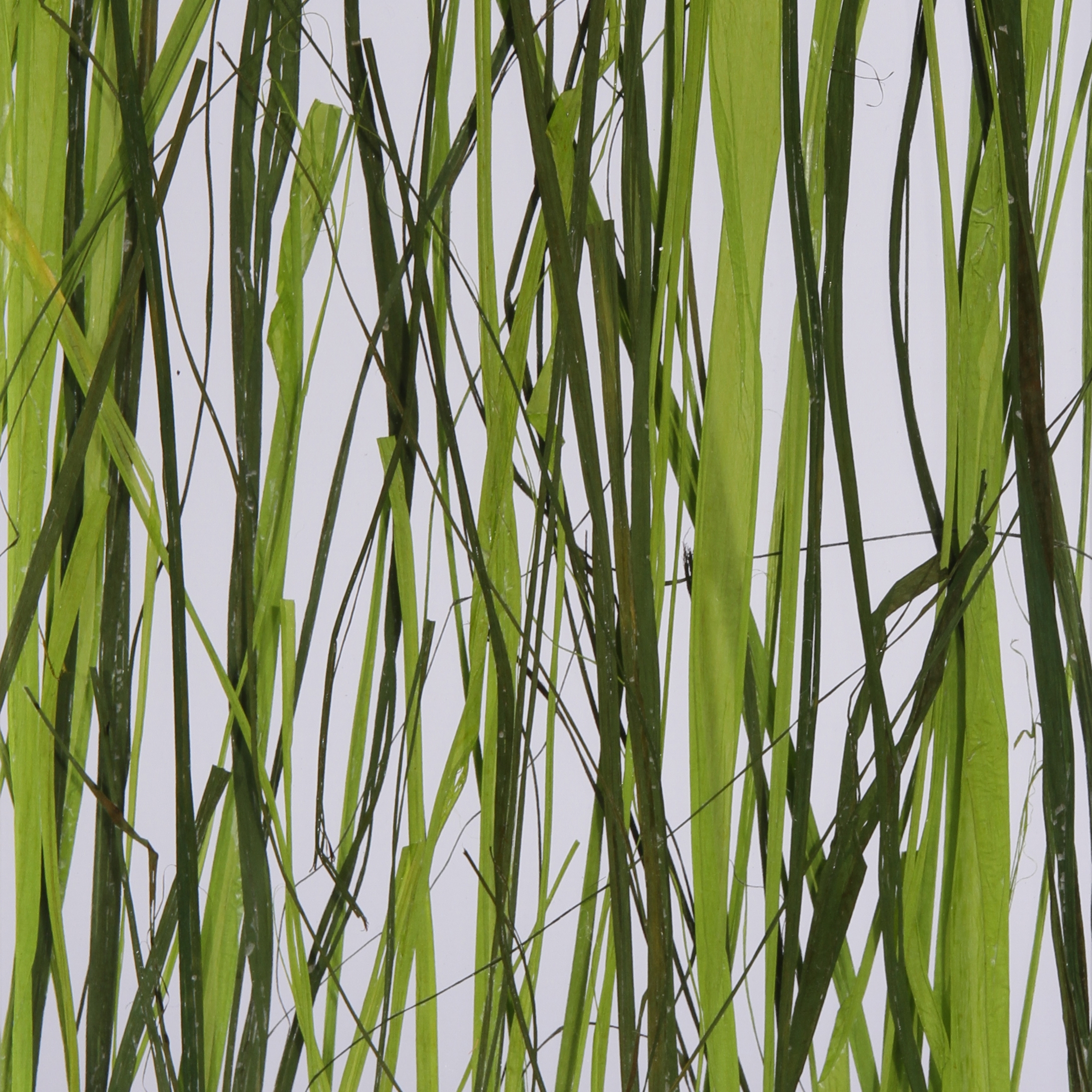Produkt Invision jungle des Herstellers DesignPanel anzeigen