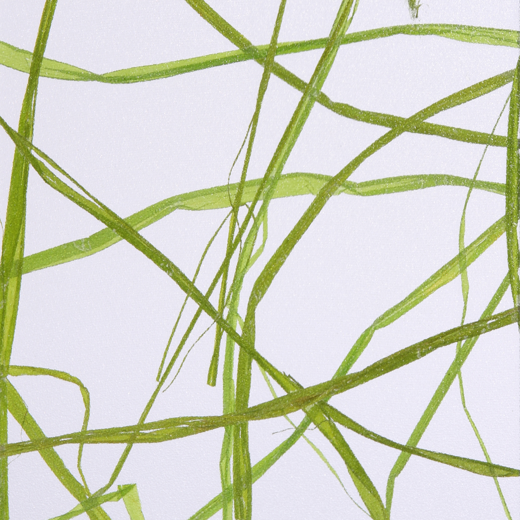 Produkt Invision weed green des Herstellers DesignPanel anzeigen