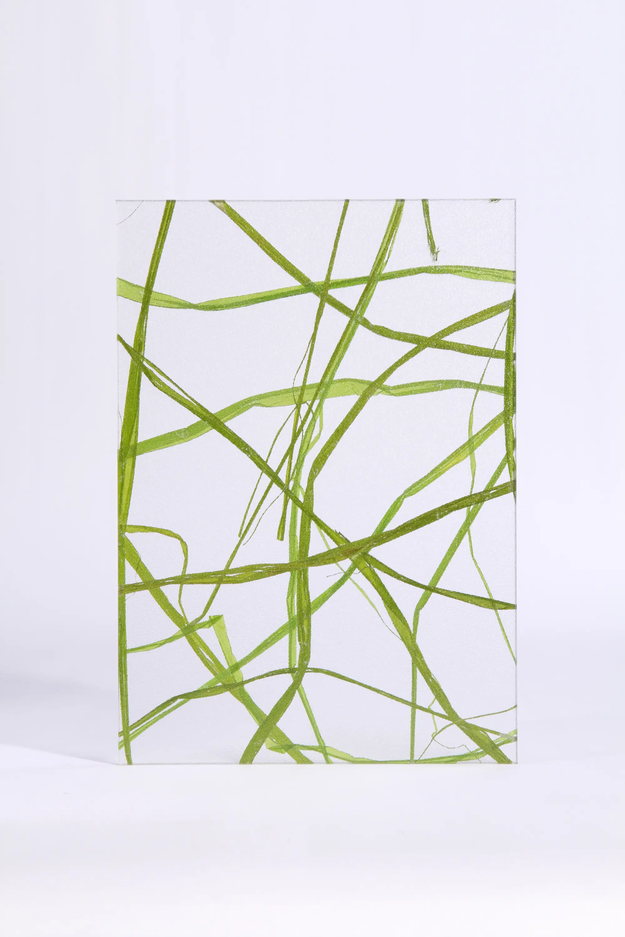 DesignPanel - Invision weed green