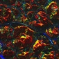 Red Burl Dichrolam
