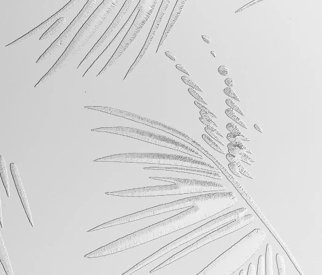 Sevasa - CriSamar® Miami