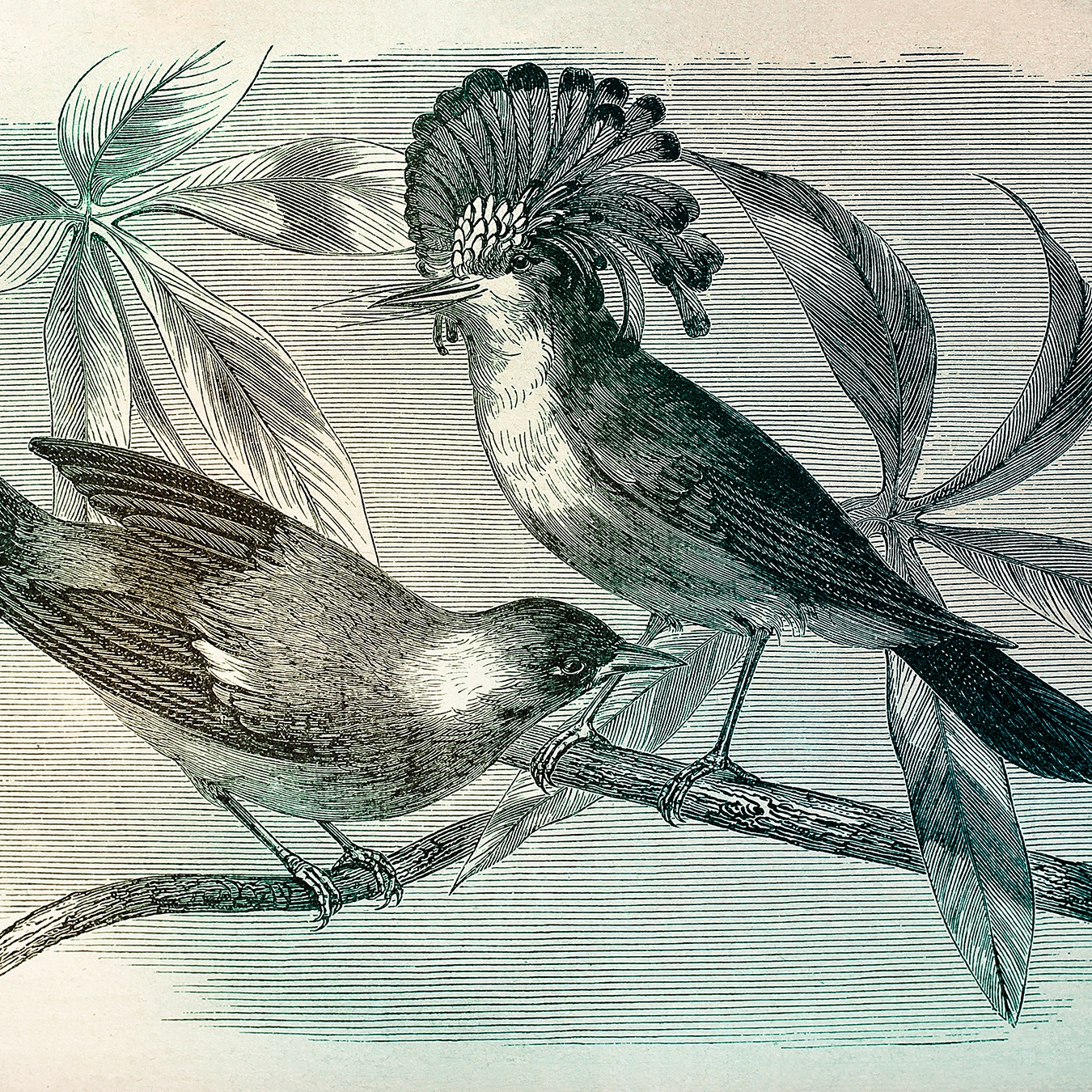 Mostra il prodotto Walls By Patel | Carta da Parati Vintage Birds 1 del produttore Architects Paper